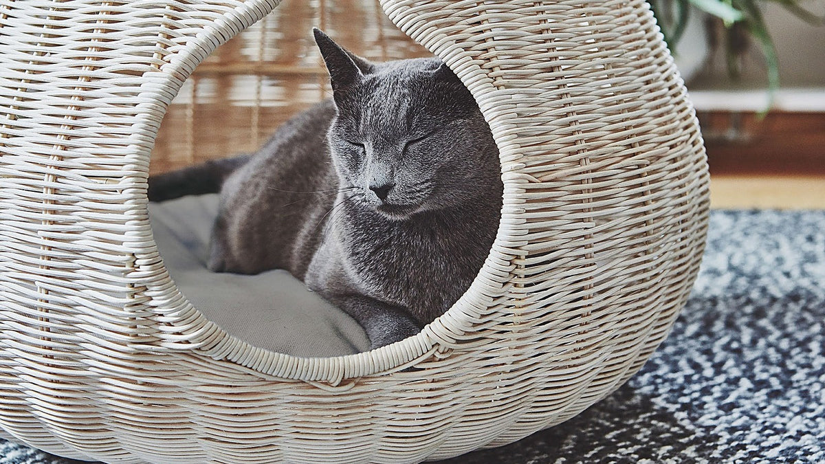 A grey cat resting with its eyes closed on a cushion inside a pale wicker cat basket, on a patterned rug in a bright room