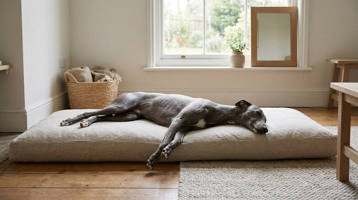 A grey whippet stretched out full length on a long oatmeal floor cushion in a sunny room