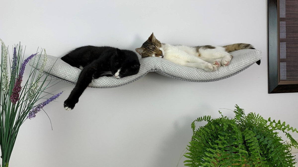 Two cats, one black and white and one tabby and white, resting side by side on a curved wall shelf