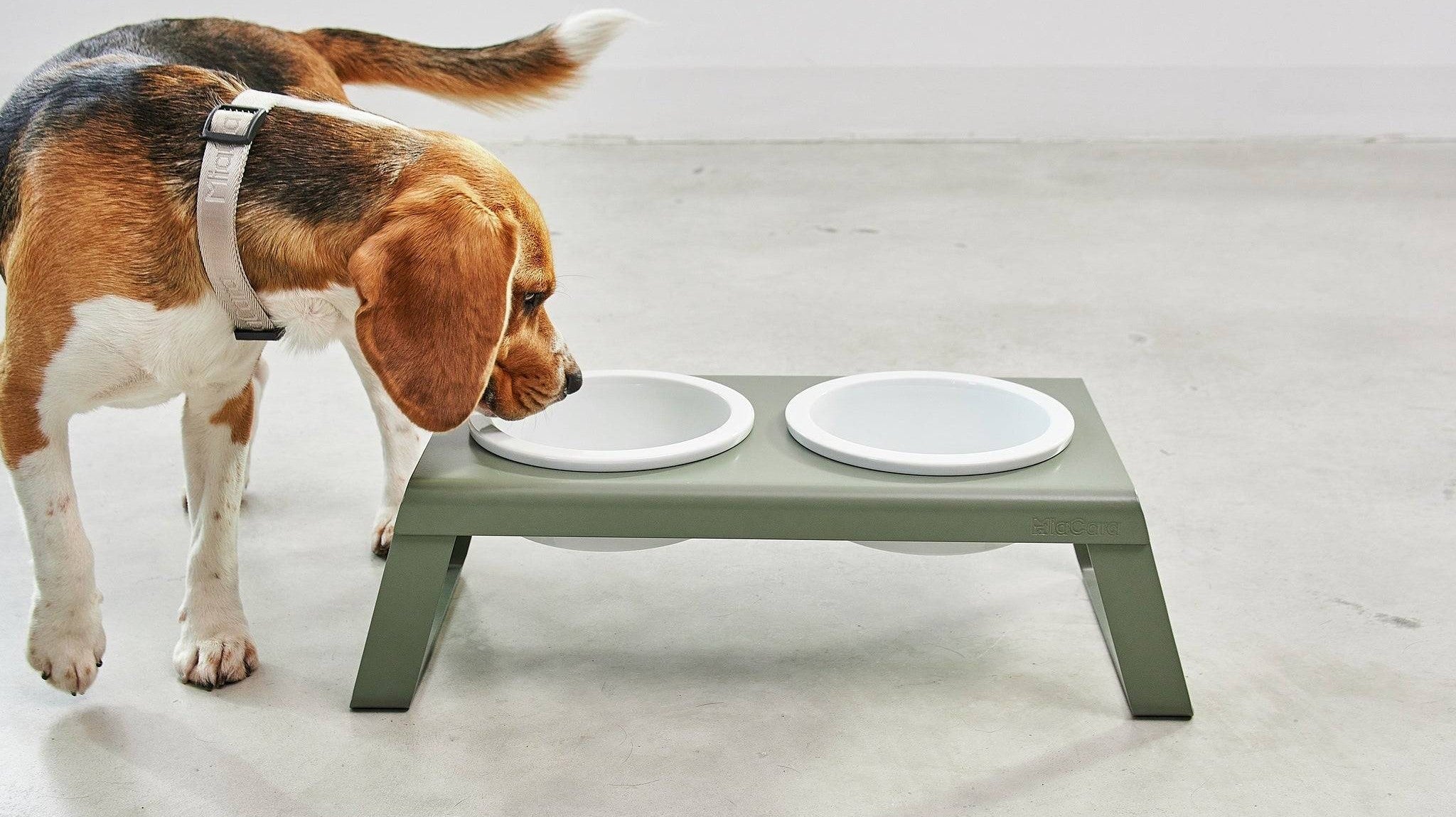 Beagle approaching a MiaCara Desco elevated dog feeder, illustrating correct feeding height for dogs
