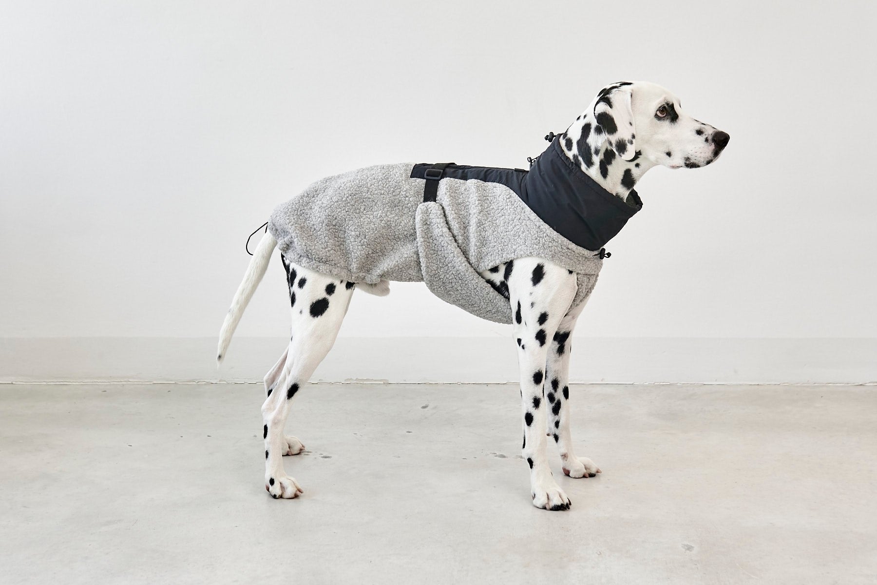 Dog Apparel