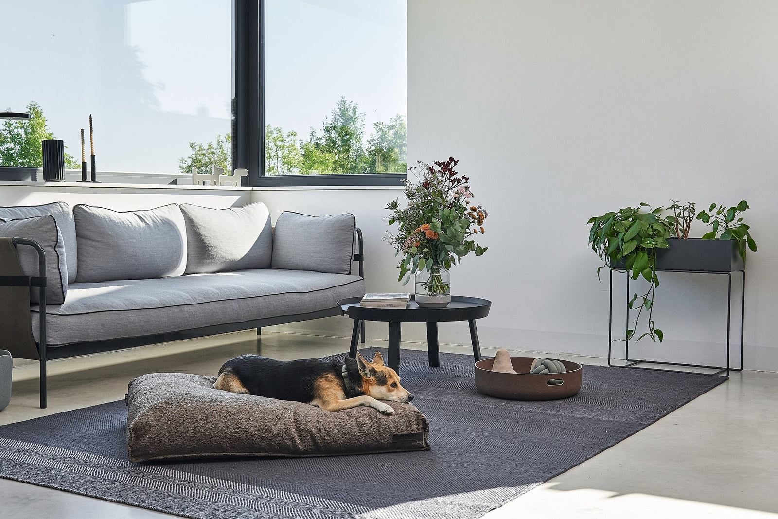 Dog Beds