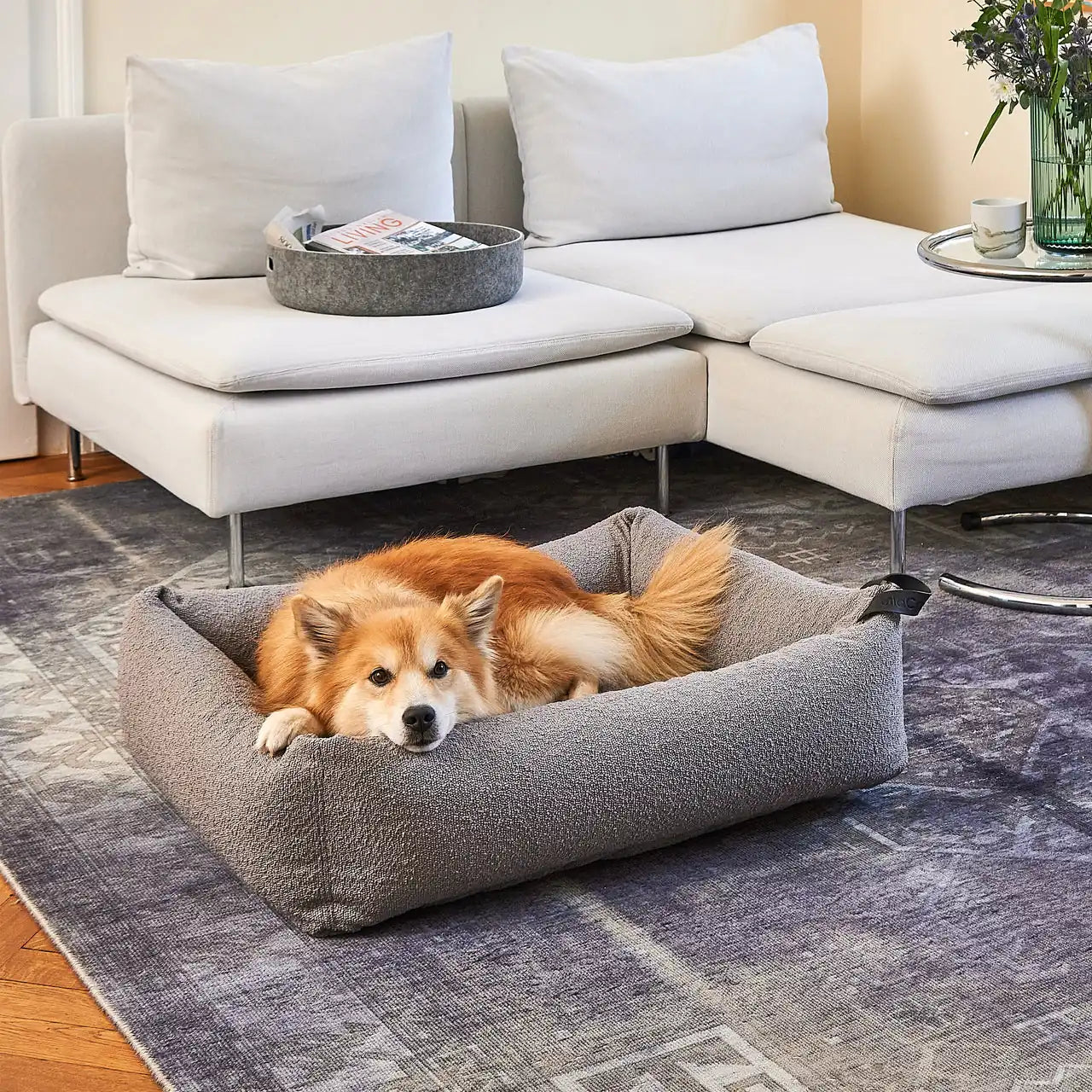 A corgi resting in the grey MiaCara Mondo box bed on a rug beside a pale sofa