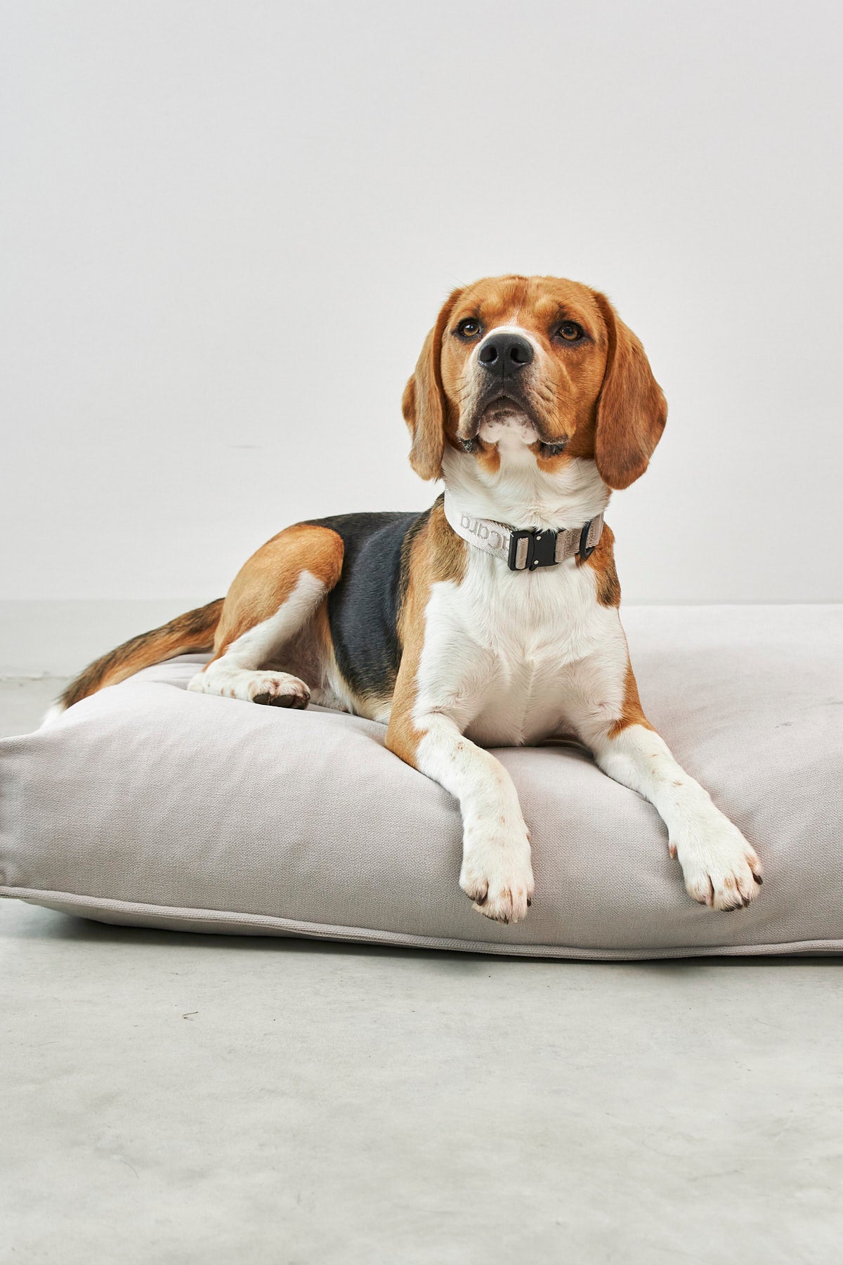 Dog beside a MiaCara Comodo dog cushion with cover fitted
