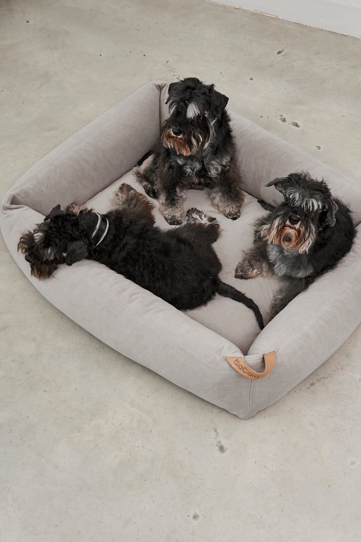 Dog lying in a MiaCara Comodo box dog bed