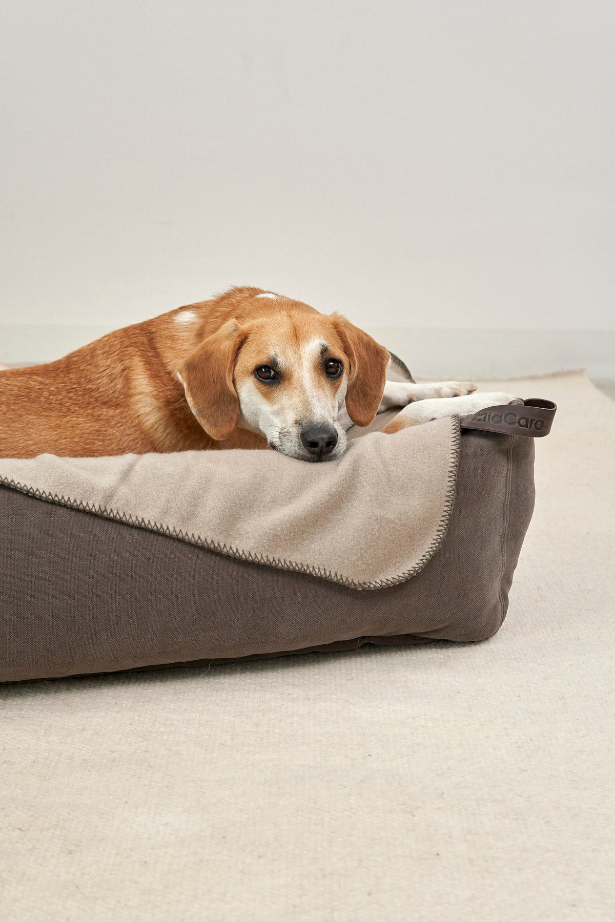Dog resting on a MiaCara Comodo dog bed with the Chocolate cover fitted