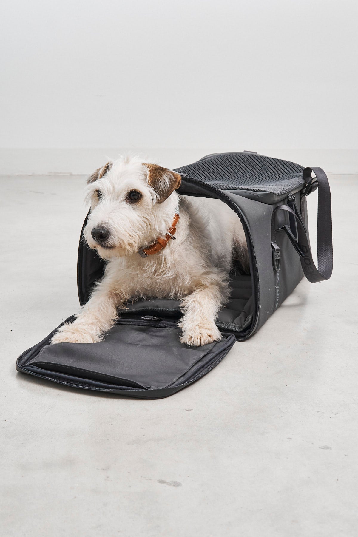 Terrier lying in the open front flap of a MiaCara Volata dog travel carrier in Asphalt grey
