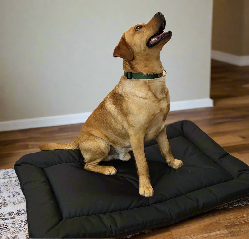 Yellow Labrador sitting on black waterproof rectangular cushion dog bed with raised edges on wooden floor