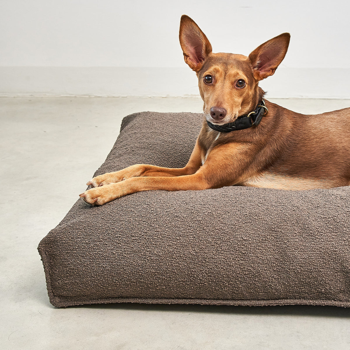 A dog lying on the MiaCara Mondo dog cushion in bouclé, studio shot