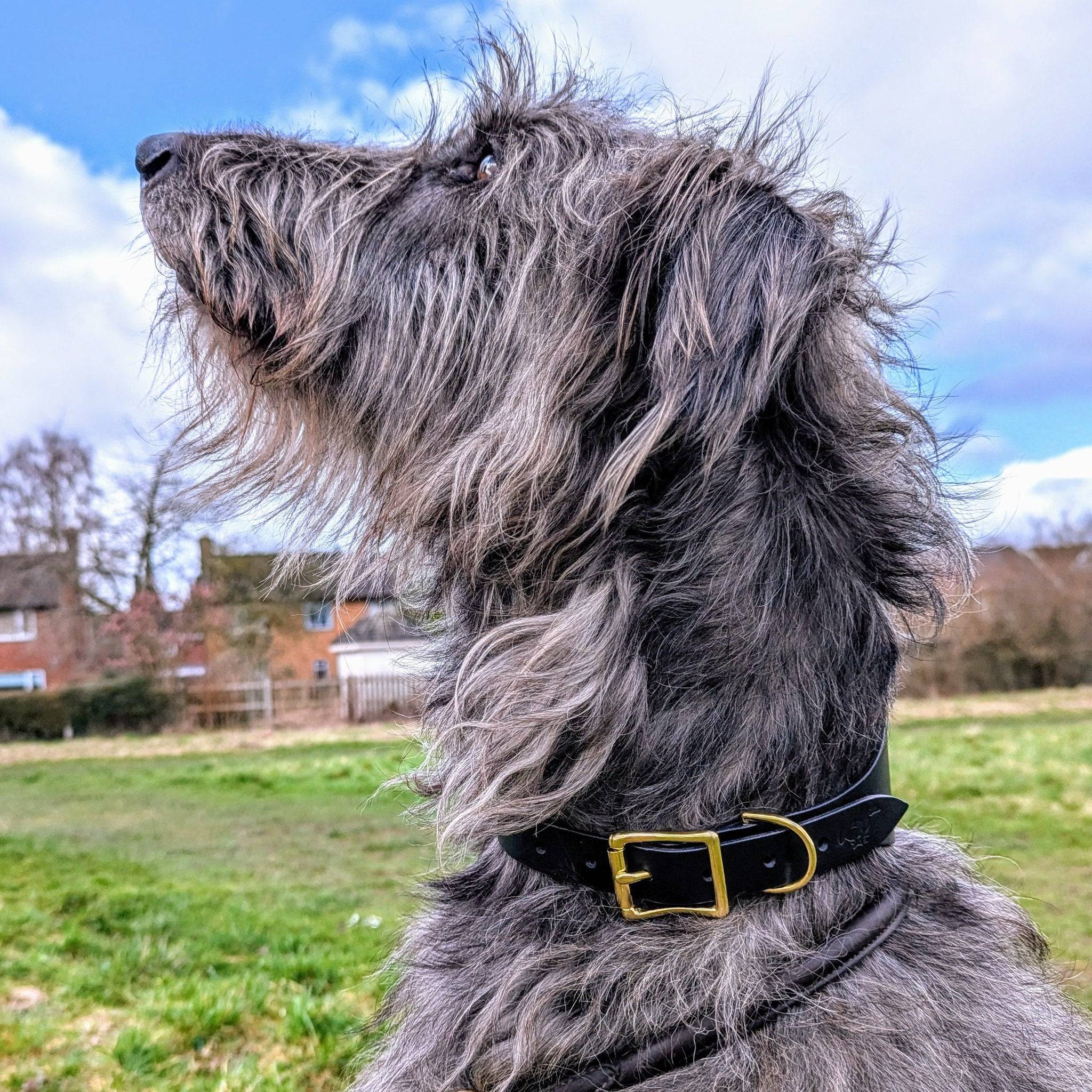 Grey Irish Wolfhound wearing black leather XL collar outdoors, demonstrating proper fit for giant breed dogs