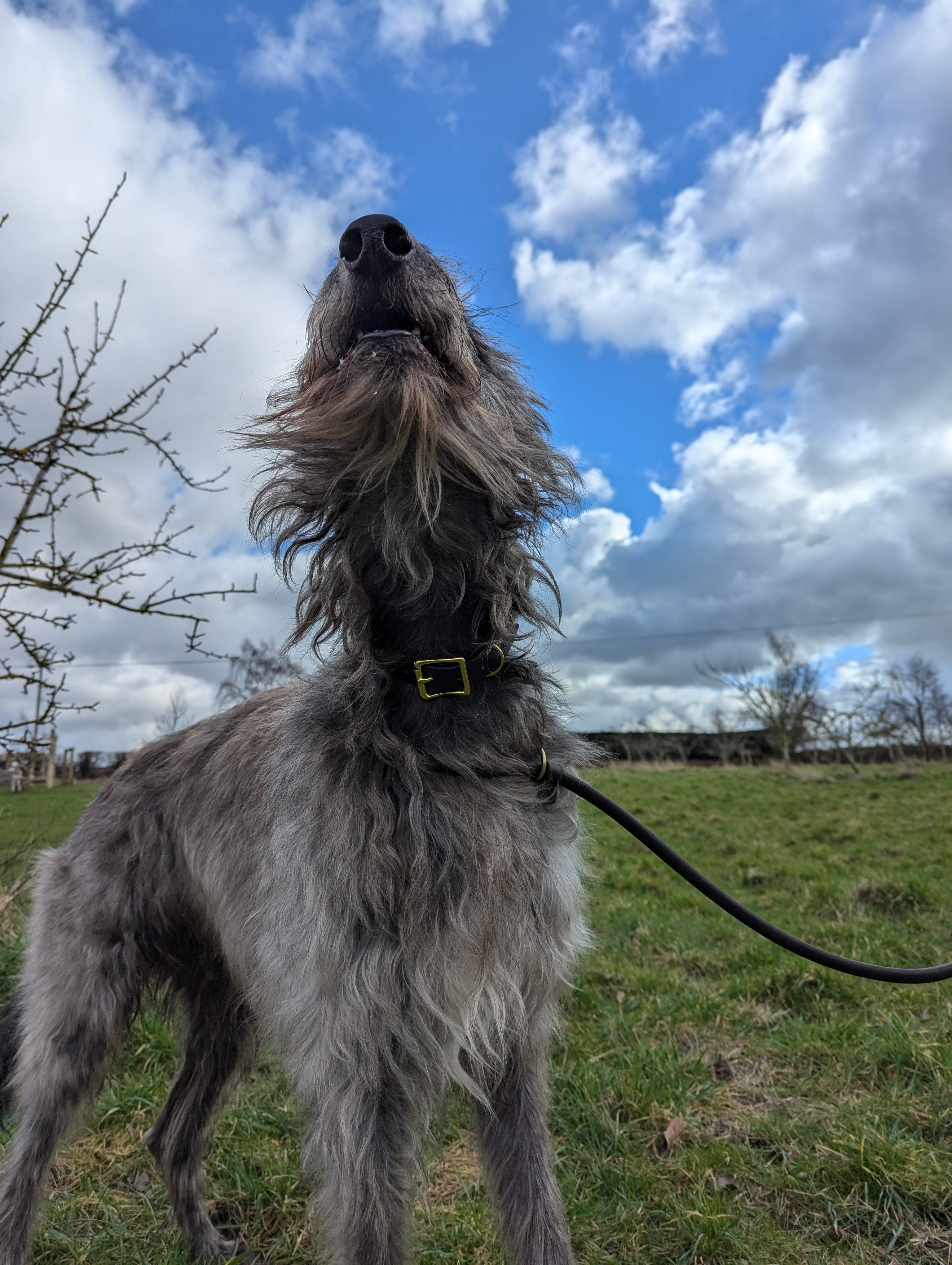 A greyhound wearing a black Cub & Grey Leather XL Hound Collar in a field