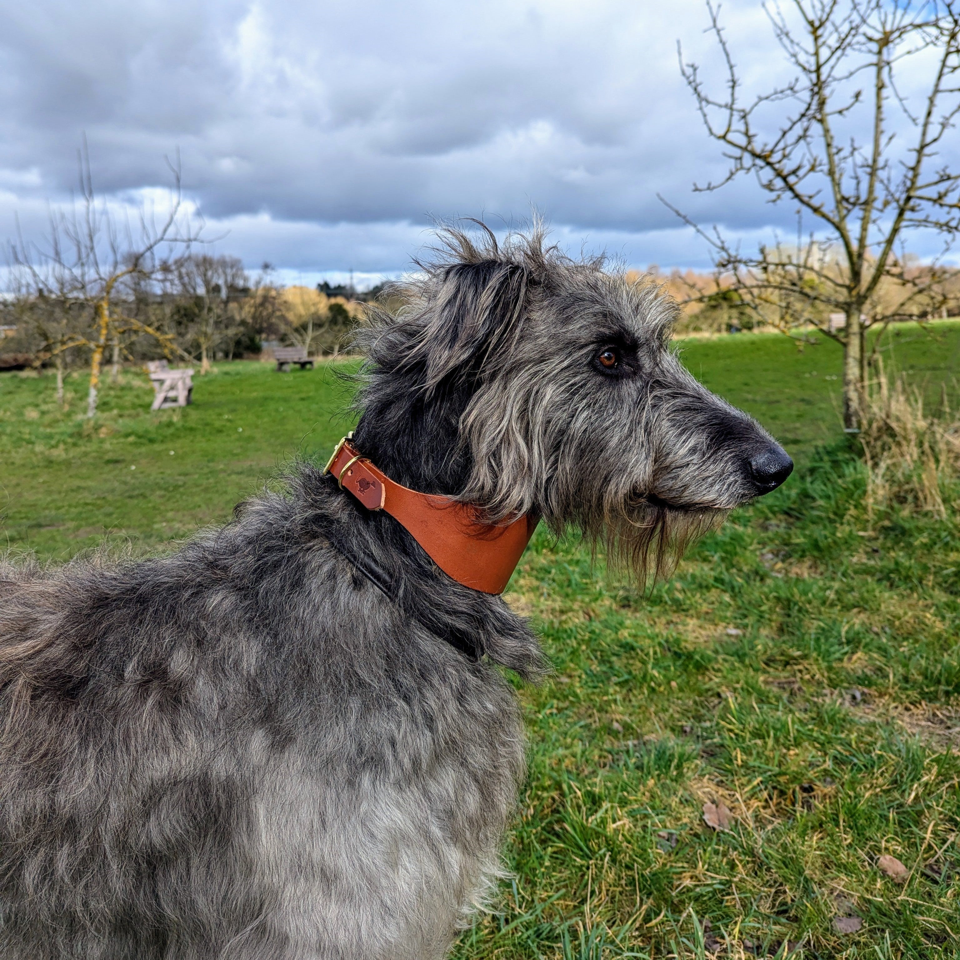 Leather XL Hound Collar - Image 2