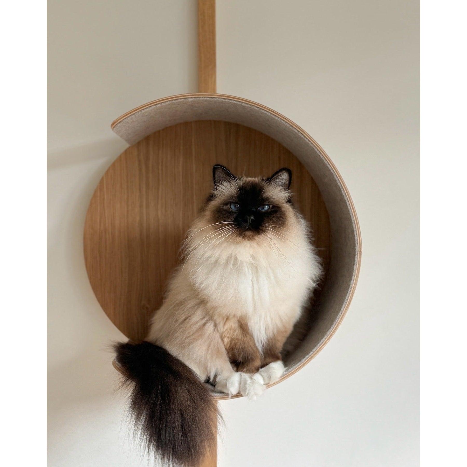 Ragdoll cat relaxing in MiaCara Alto wall-mounted designer pet bed with sustainable wood finish and minimalist design