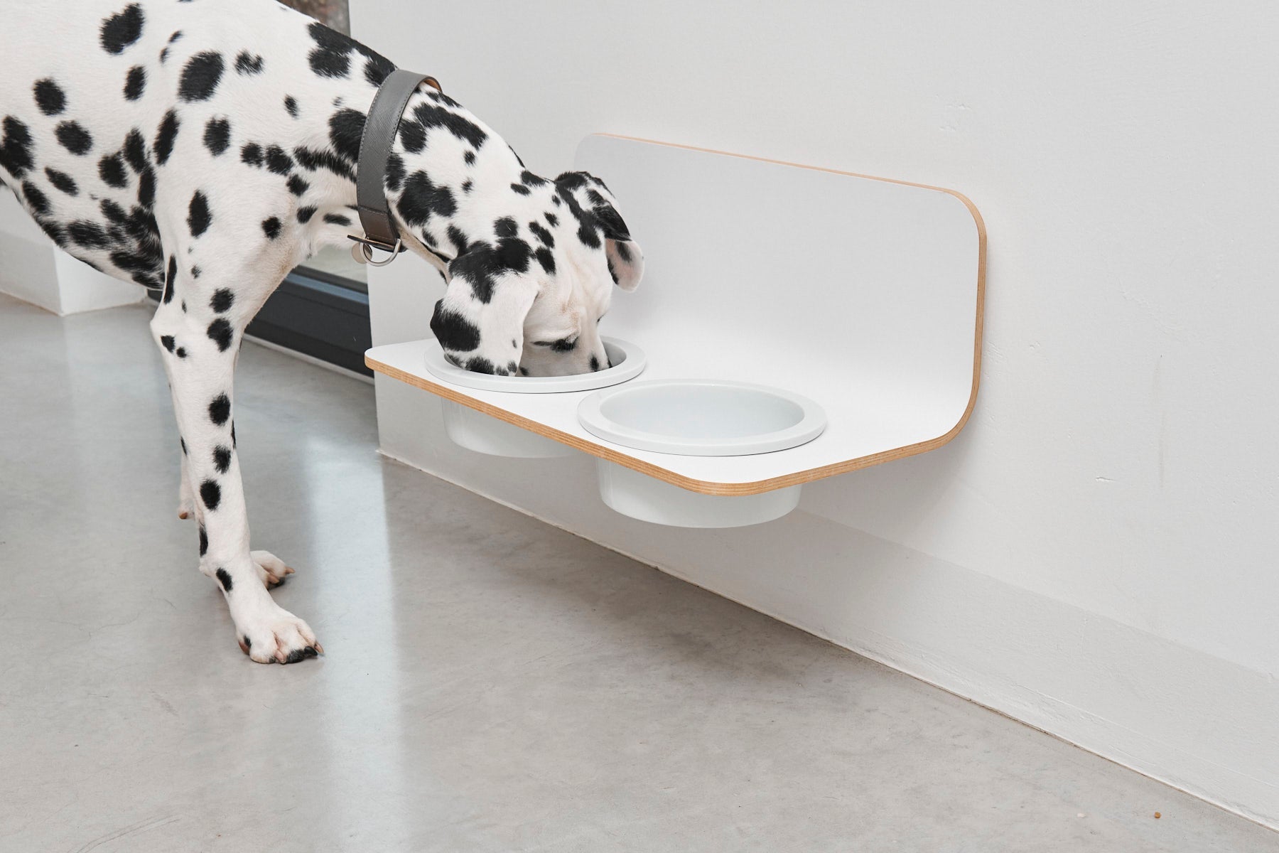 Dalmatian dog eating from MiaCara Arco designer feeder with white porcelain bowls and minimalist German design