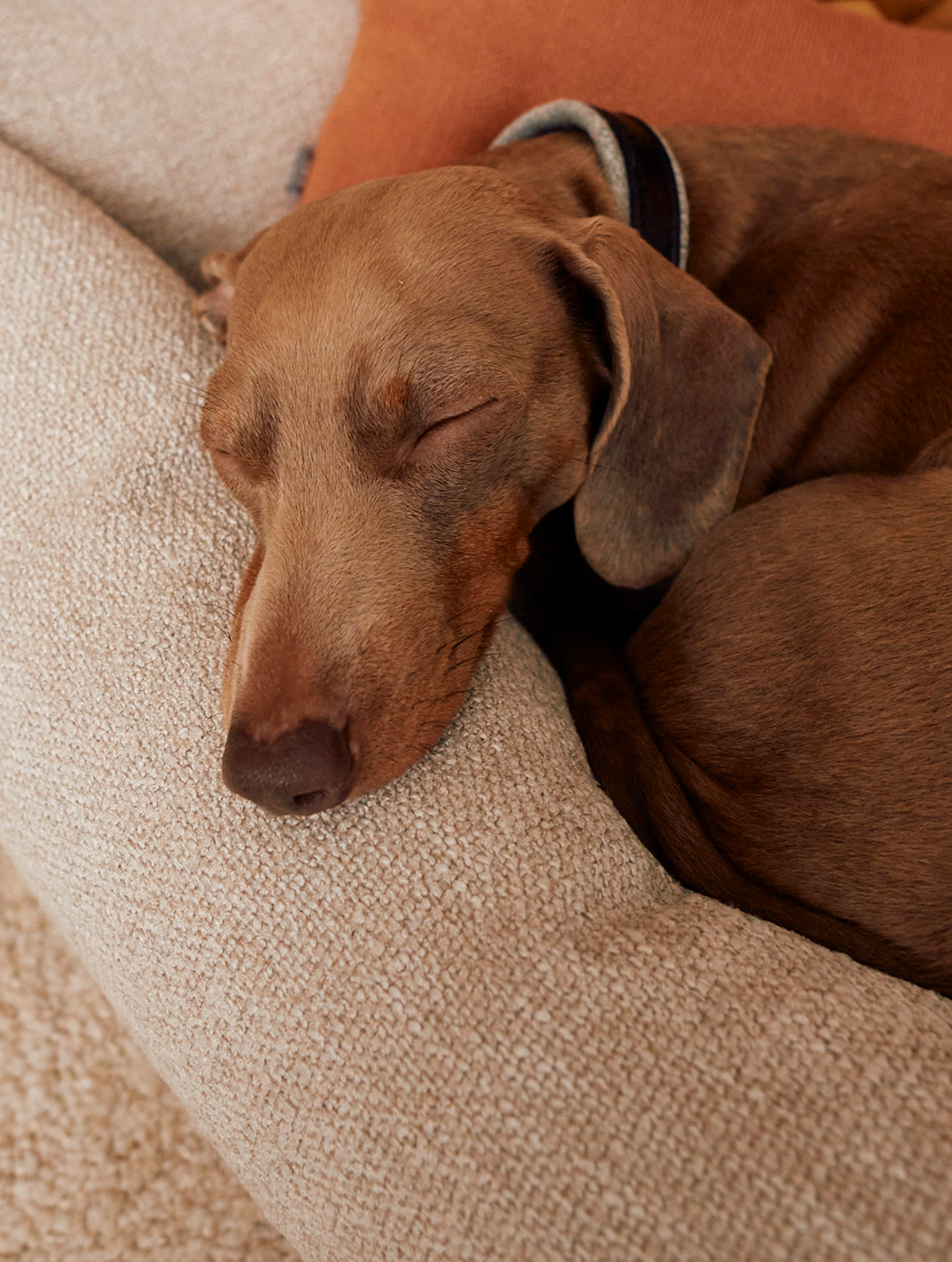 Close-up of a dog asleep with its head on the bolster of the MiaCara Campo Piccolo dog bed