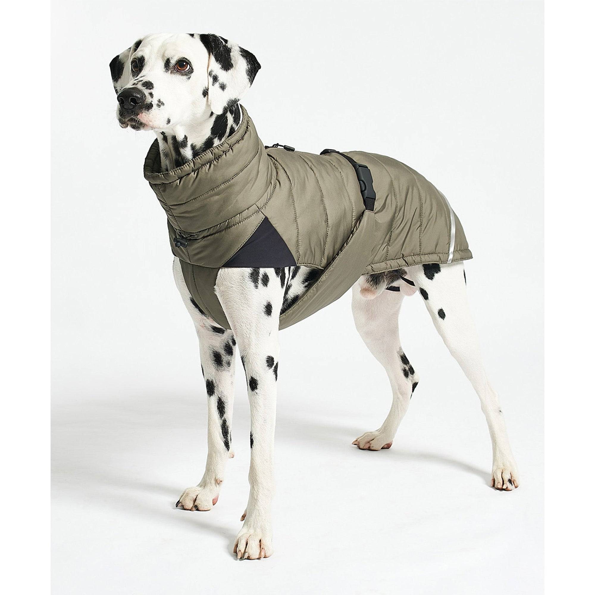 Dalmatian wearing olive green MiaCara Cosima designer winter coat with minimalist quilted design and sustainable materials