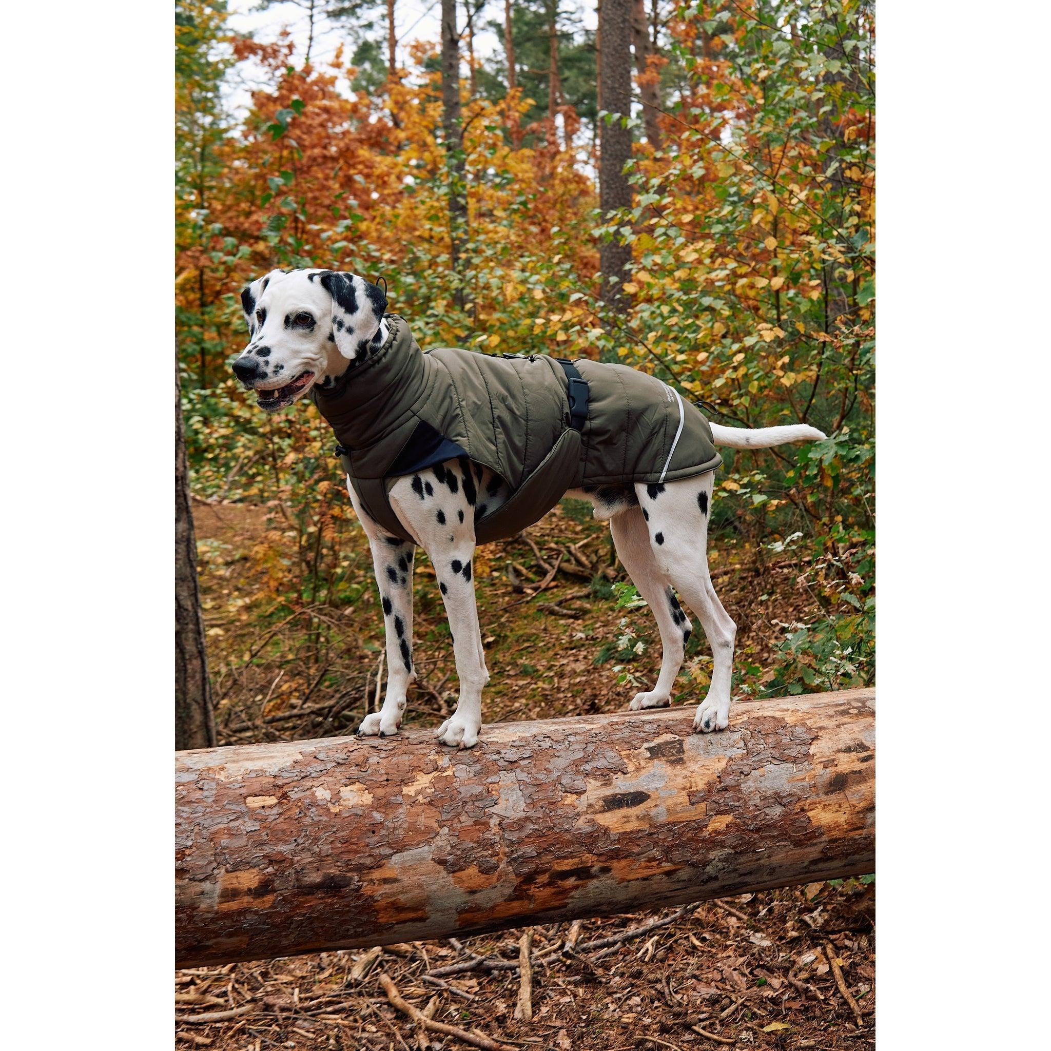 Dalmatian dog wearing olive green quilted designer winter coat standing on log in autumn forest setting