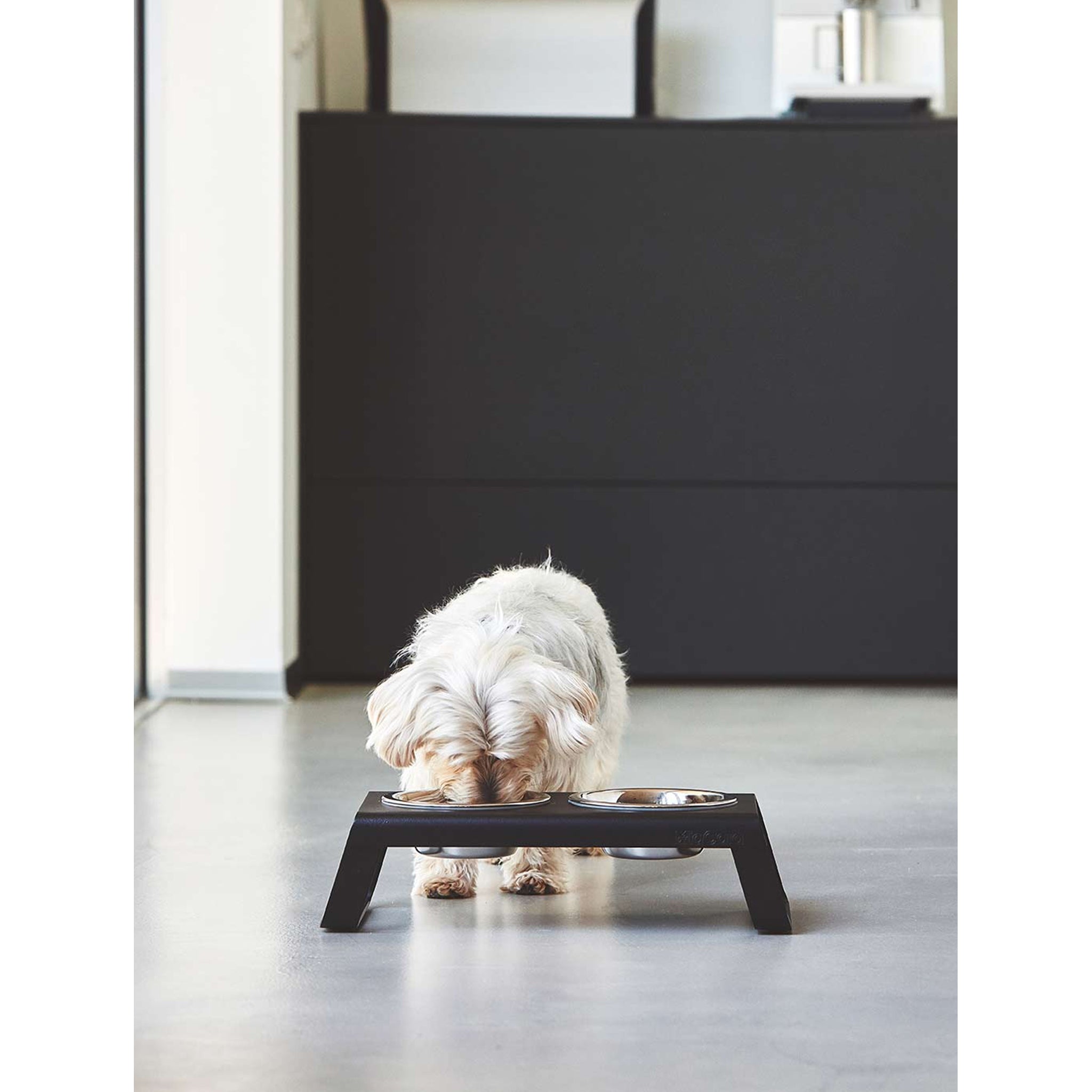 A small white dog eating from a black MiaCara Desco Elevated Dog Feeder