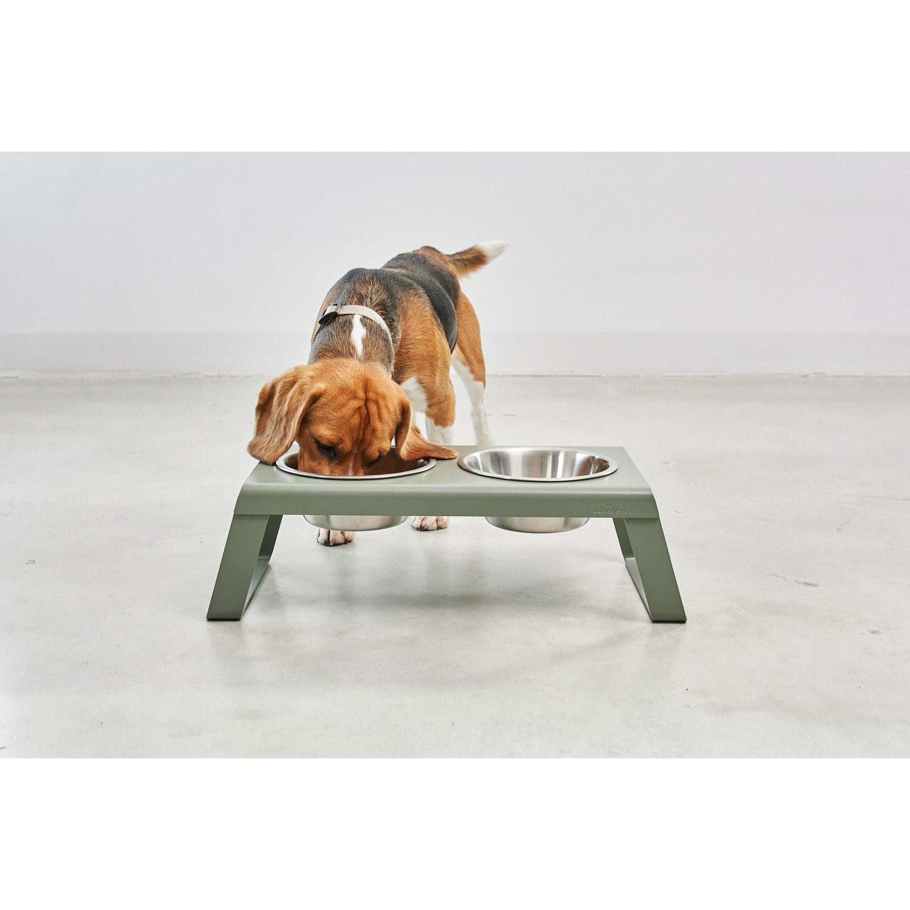 Lifestyle shot of a Beagle eating from a MiaCara Desco Elevated Dog Feeder in grolive
