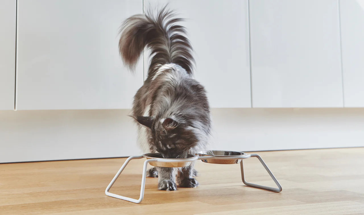 A long-haired grey cat eating from a low MiaCara Cena cat feeder with two stainless steel bowls on a wooden kitchen floor.
