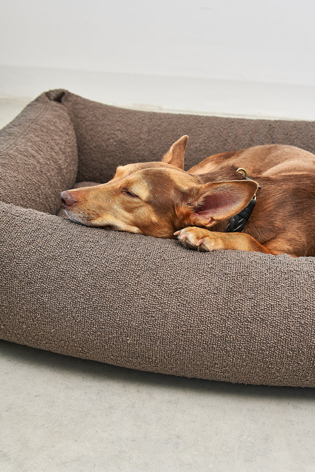 A short-haired dog sleeping in a taupe bouclé MiaCara dog bed with raised cushioned sides.