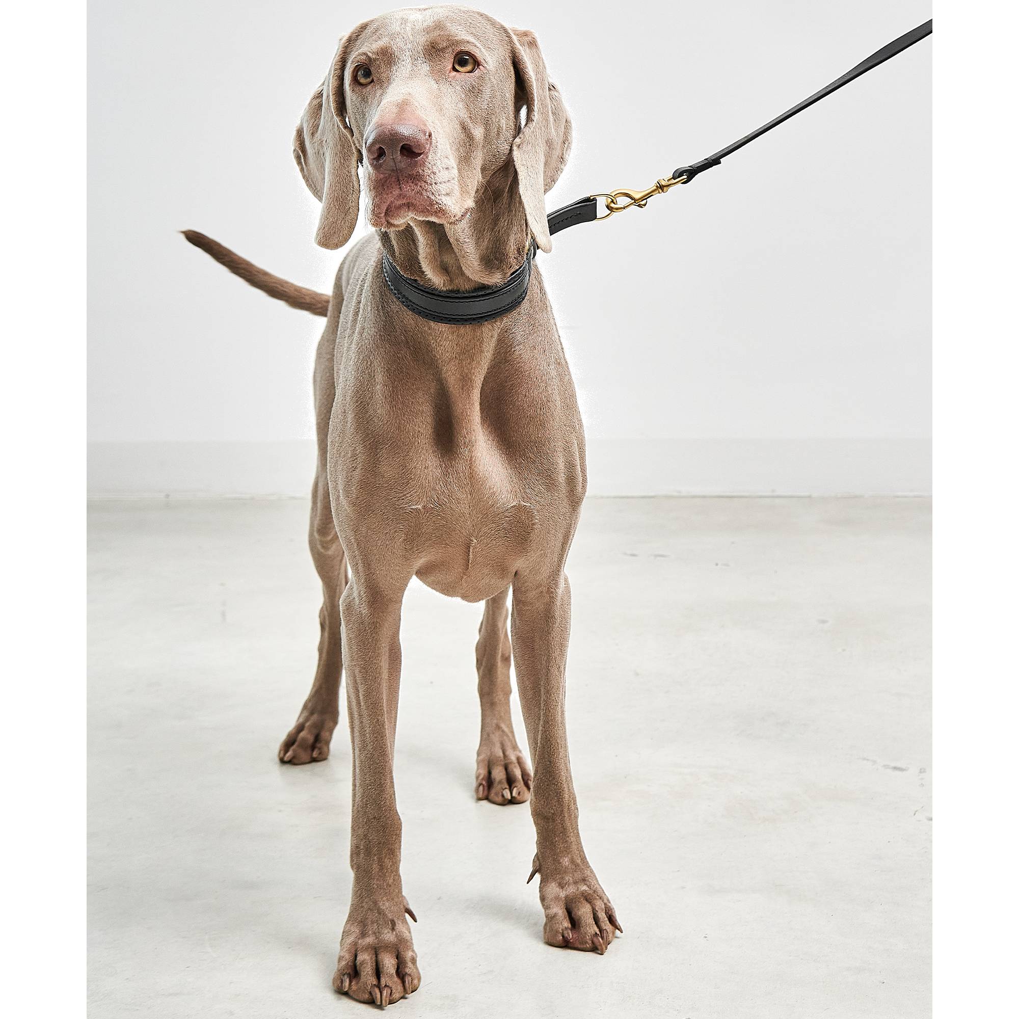 MiaCara Fano slip collar detail view showcasing German minimalist design elements