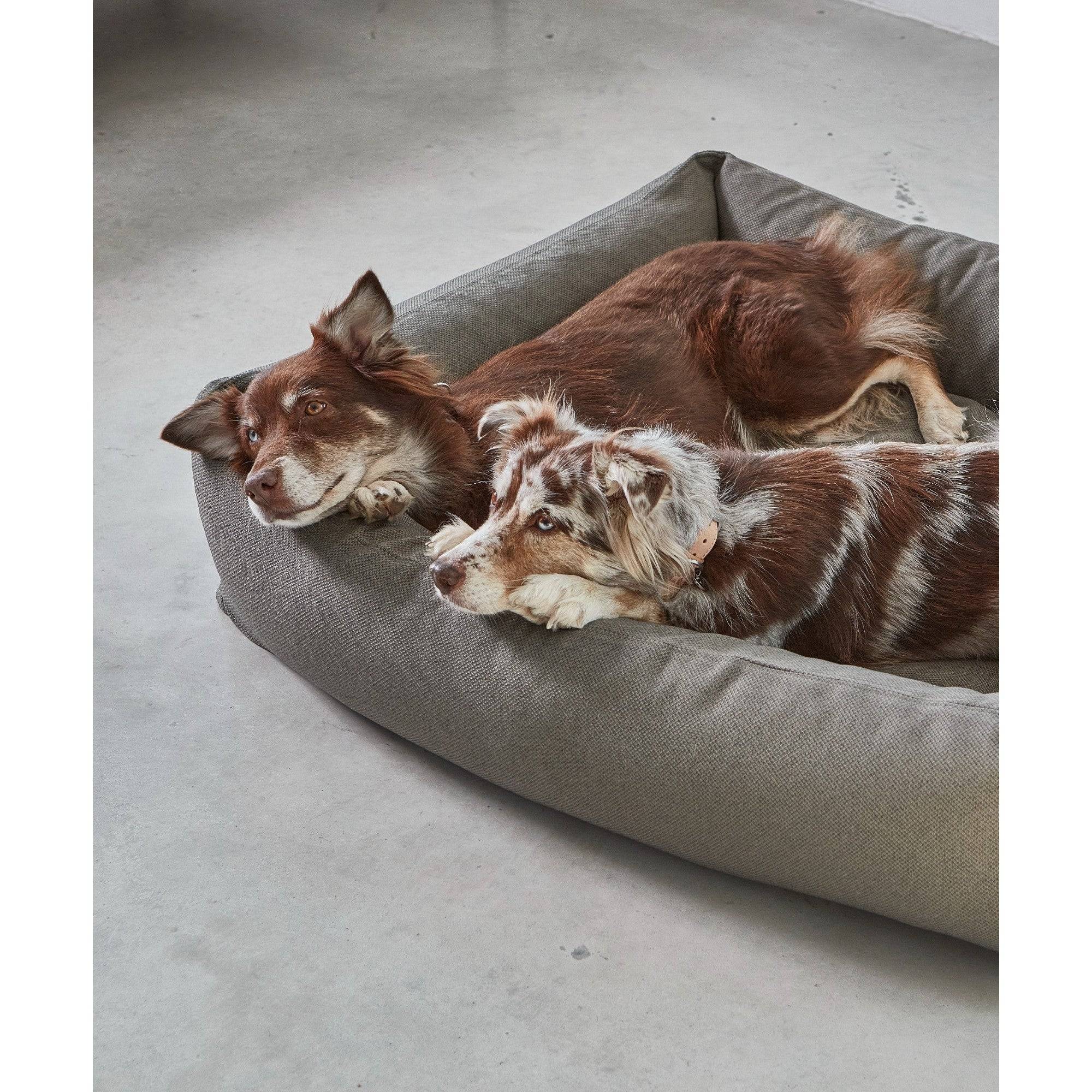 Two dogs resting on grey MiaCara Mare designer dog bed with minimalist German design on concrete floor