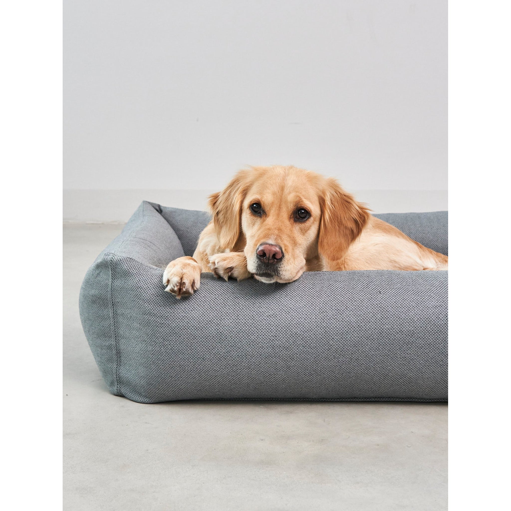 Golden retriever relaxing in minimalist grey designer dog bed with contemporary geometric design and sustainable materials