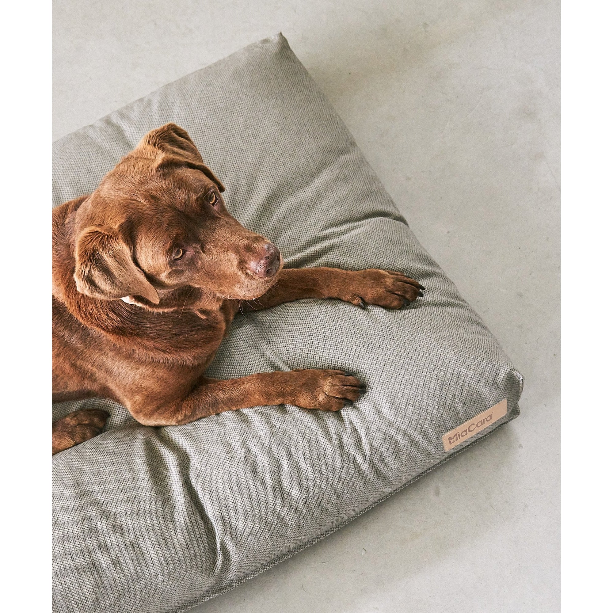 Brown dog resting on grey MiaCara Mare designer cushion showcasing minimalist German pet furniture design