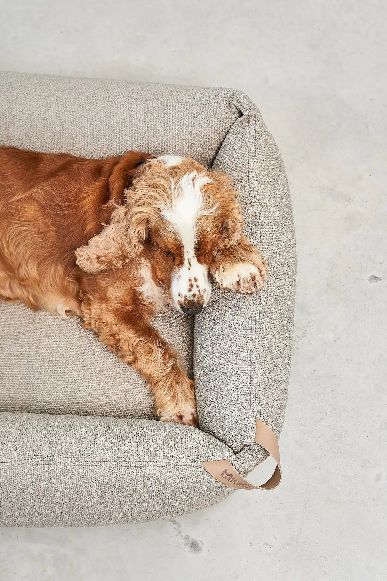 MiaCara Mondo FSC ash wood dog box bed - lifestyle shot