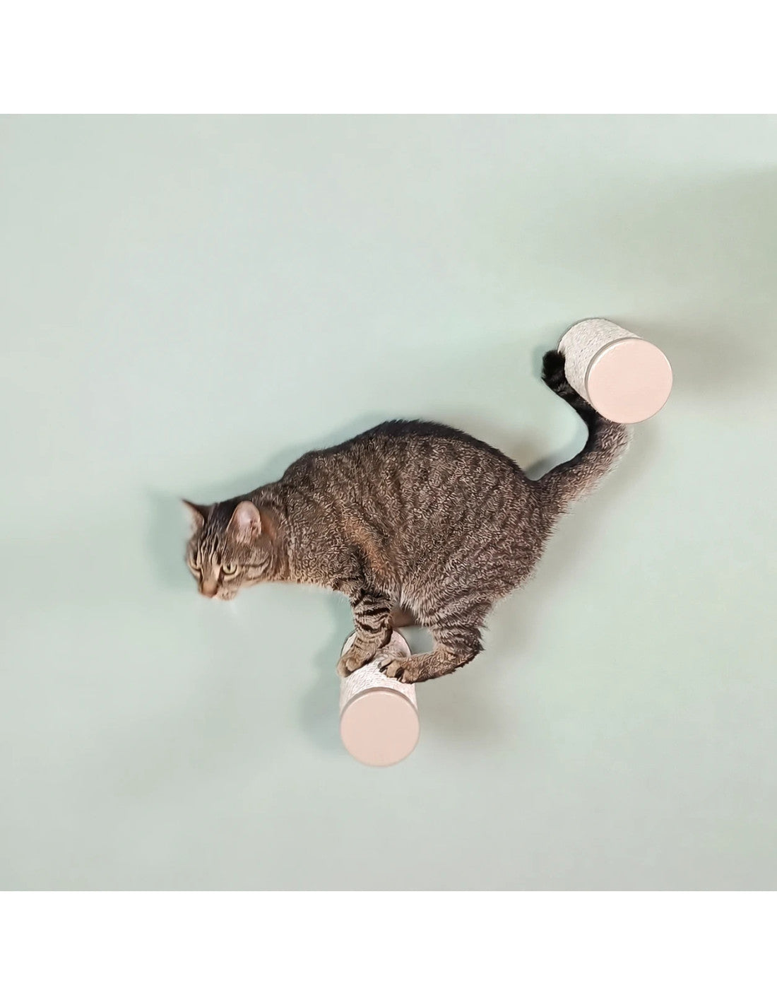 Tabby cat climbing between two round sisal cat wall steps on a pale green wall