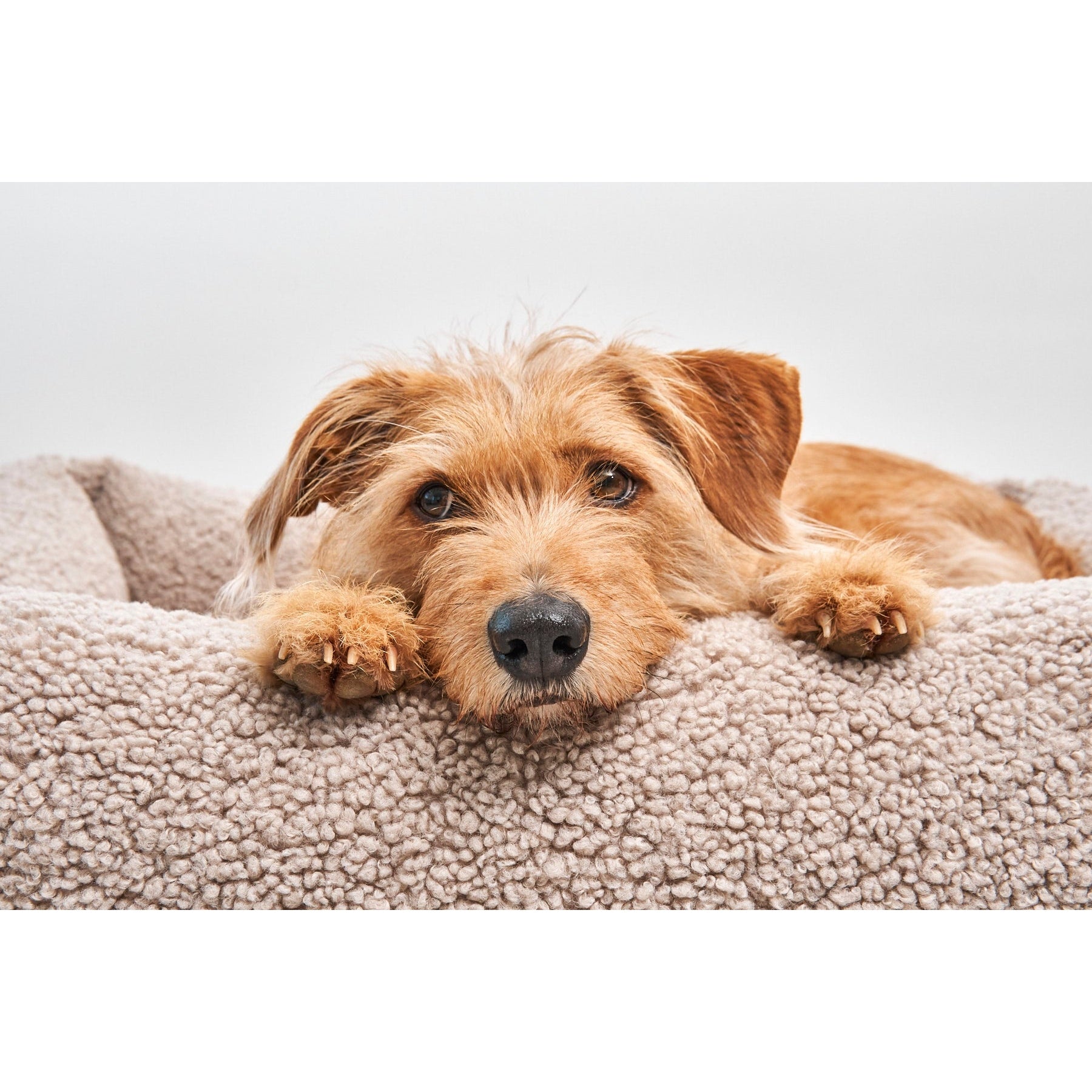 Close-up detail of sustainable German designer dog bed cover with minimalist textile construction