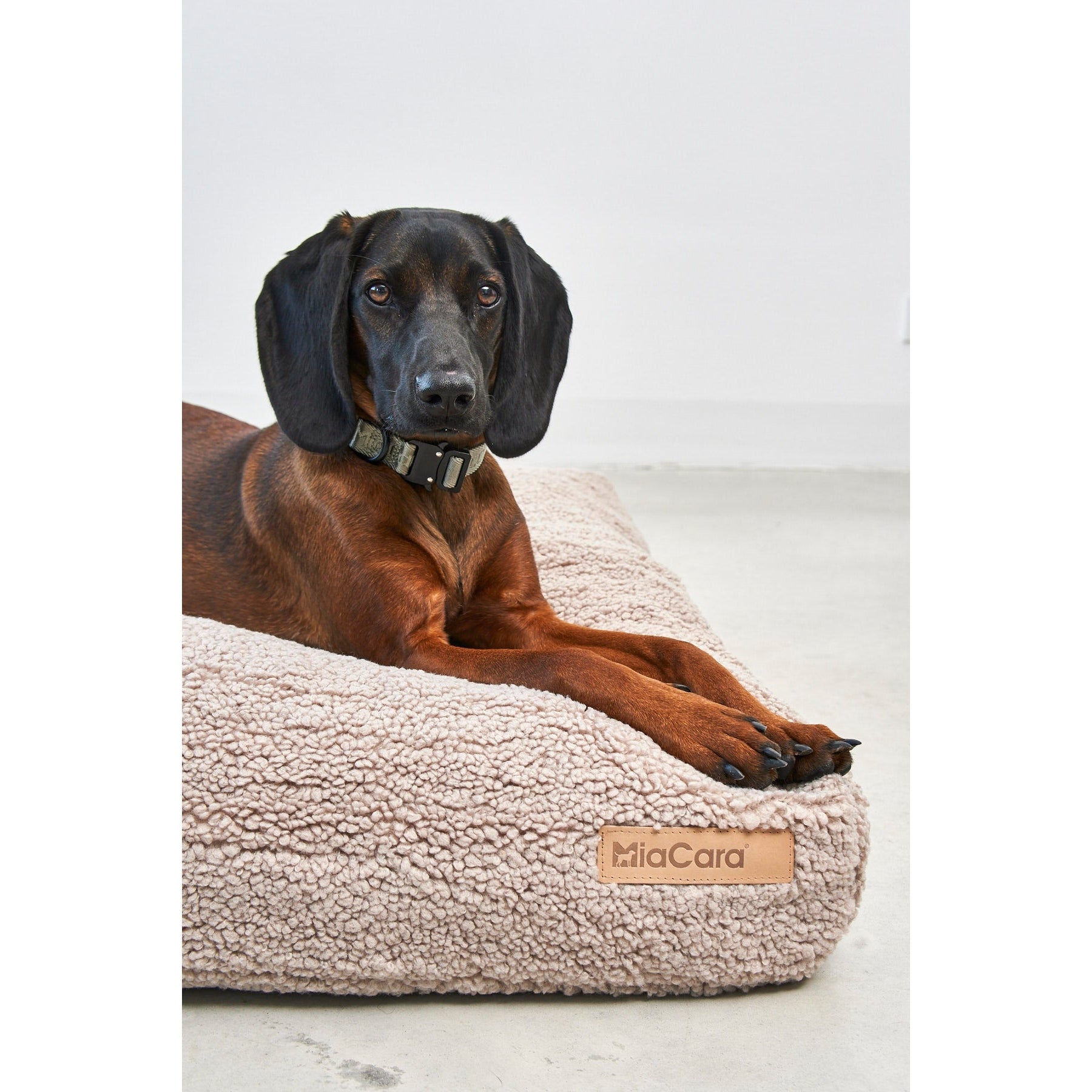 Dachshund relaxing on MiaCara Senso Cushion in greige - minimalist German design pet bed with sustainable materials