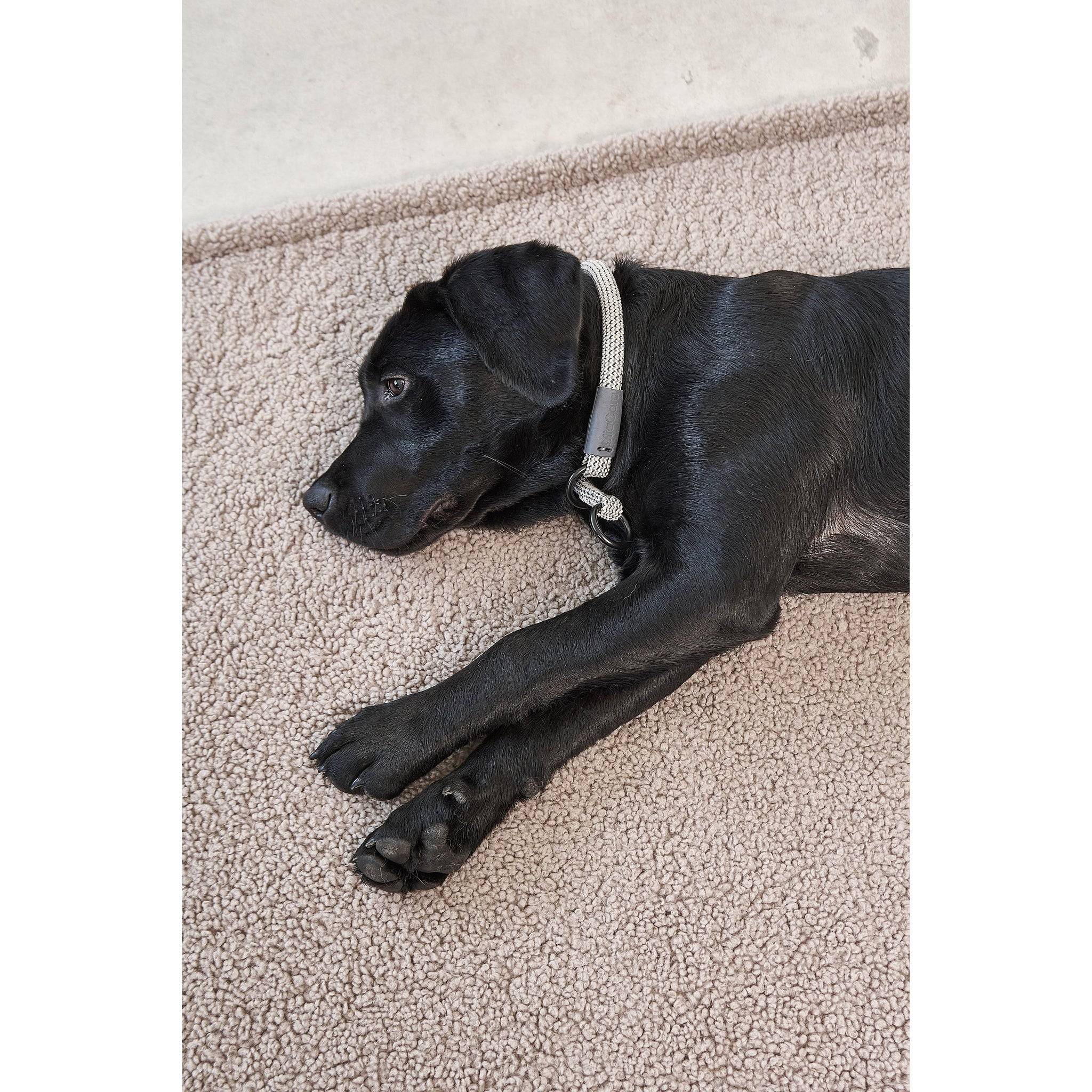 MiaCara Senso Dog Designer Blanket - Image 5