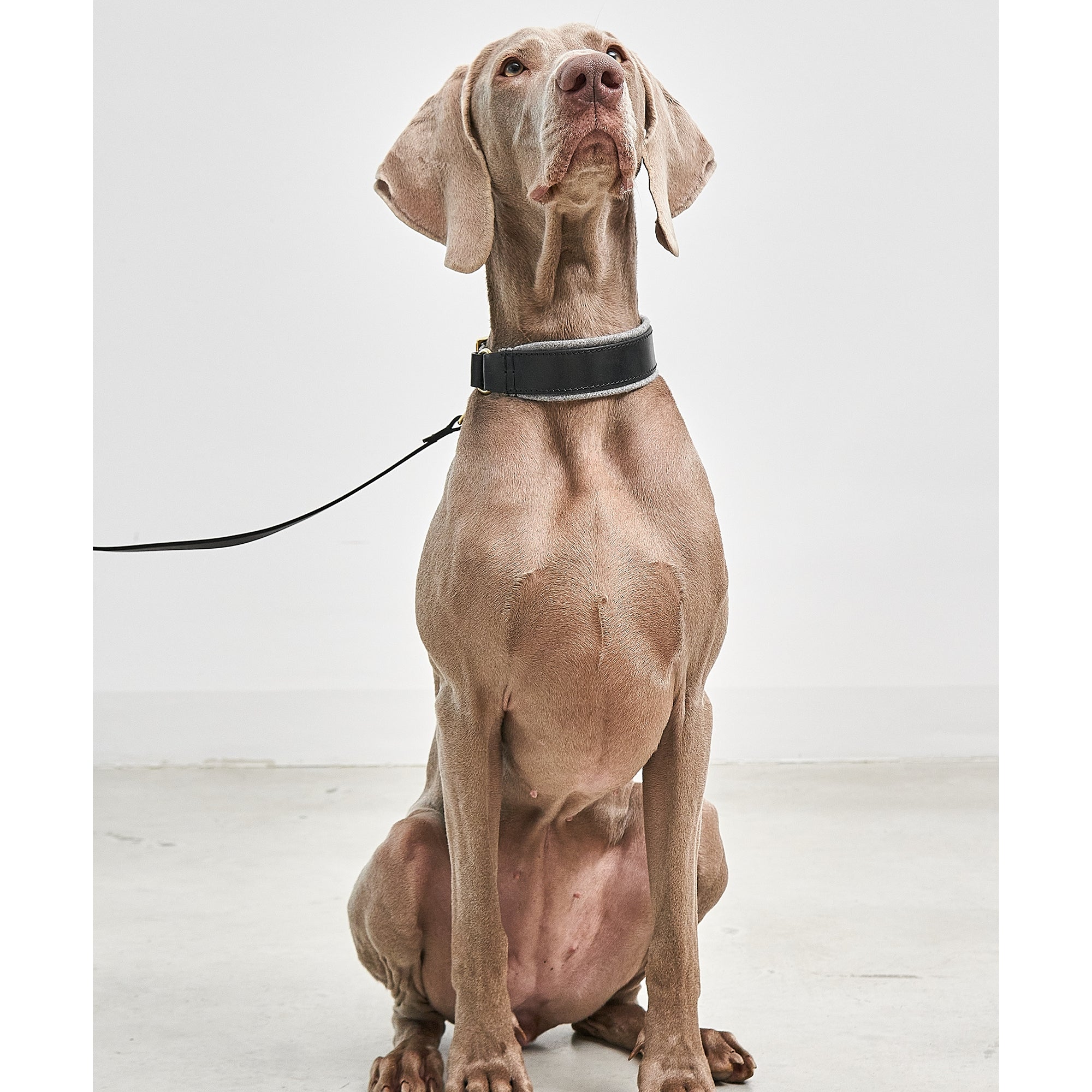 Close-up detail view of MiaCara Siena designer dog collar showing German precision craftsmanship