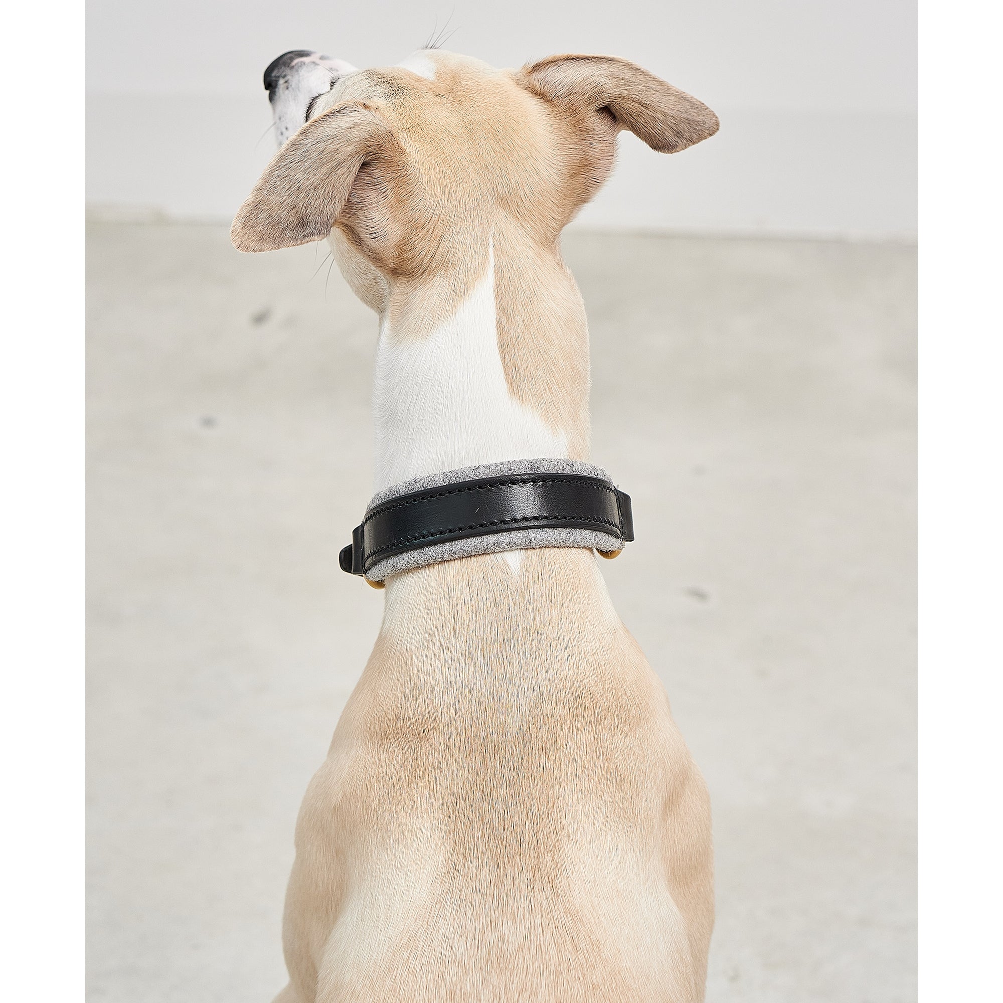 MiaCara Siena designer dog collar - German engineered sustainable materials detail view