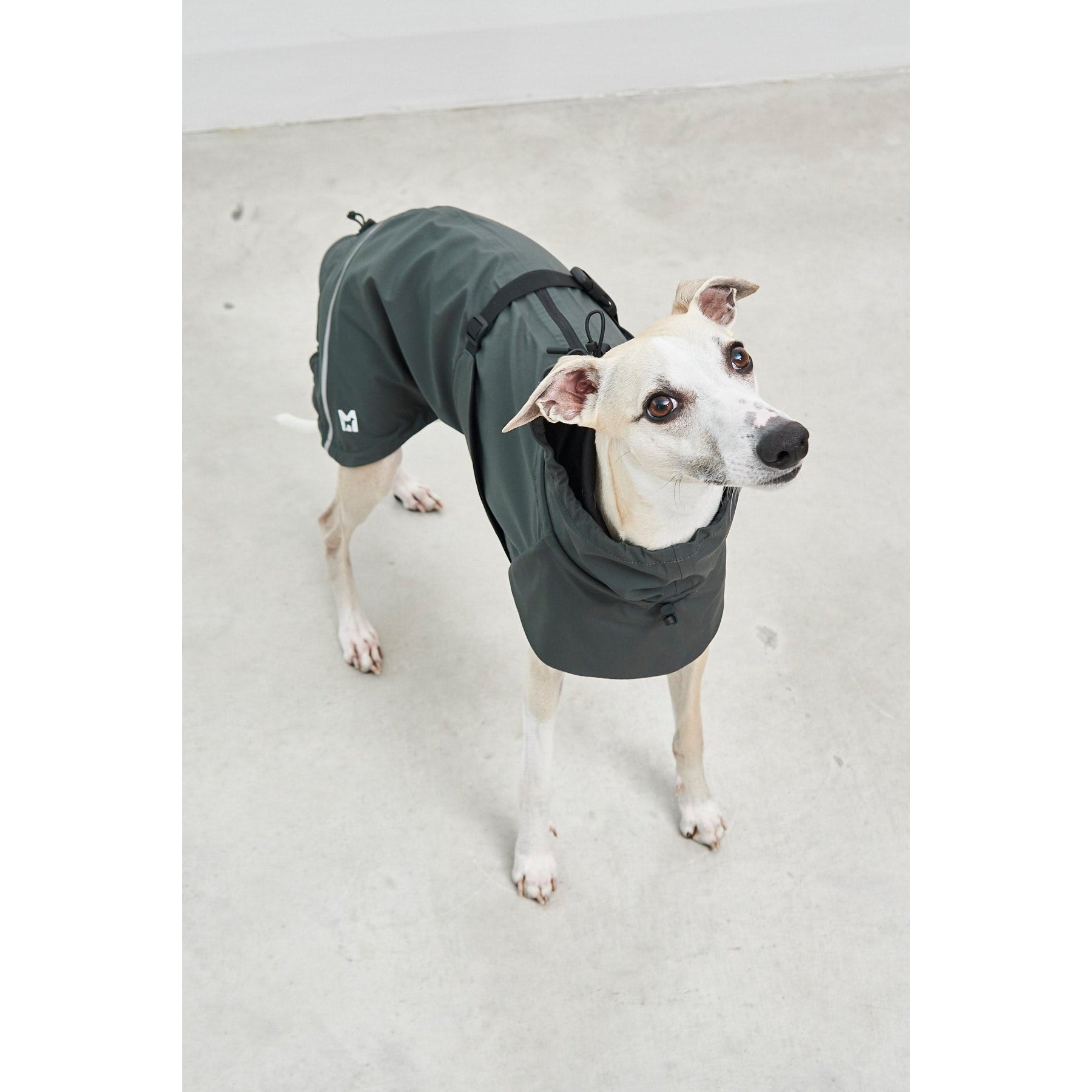 White whippet wearing olive green MiaCara Valentina designer rain coat on beach, showcasing minimalist German pet design