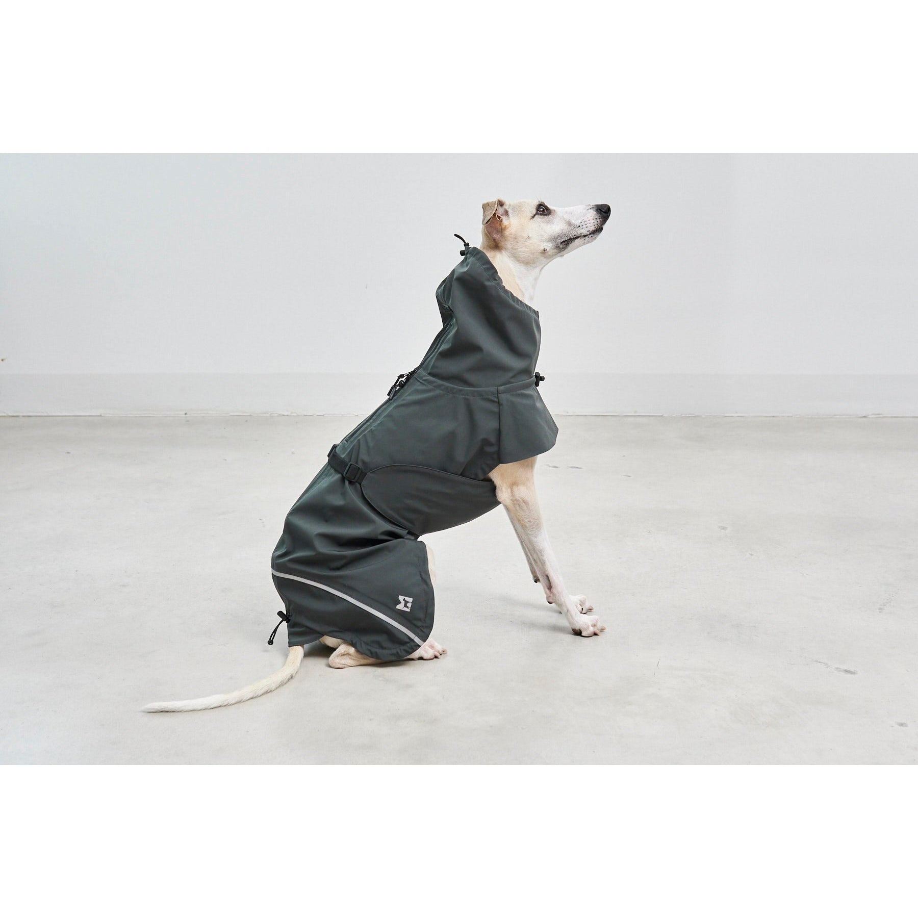 Whippet wearing minimalist dark green designer rain coat with German engineering, showcasing contemporary pet fashion