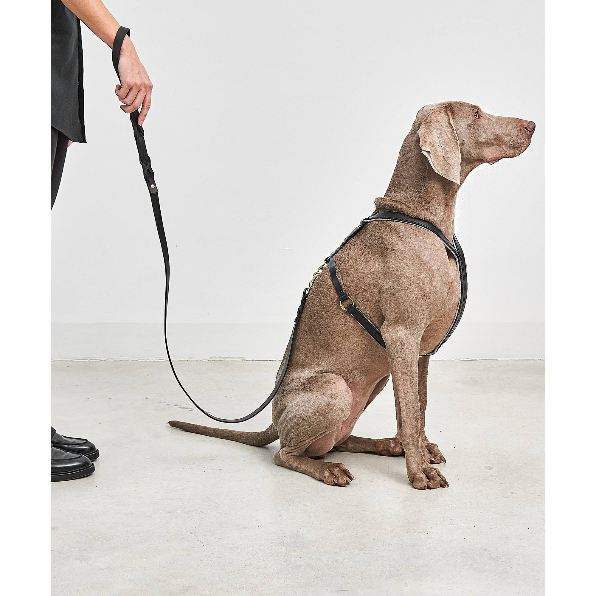 MiaCara Verona dog harness detail view showcasing German design minimalism