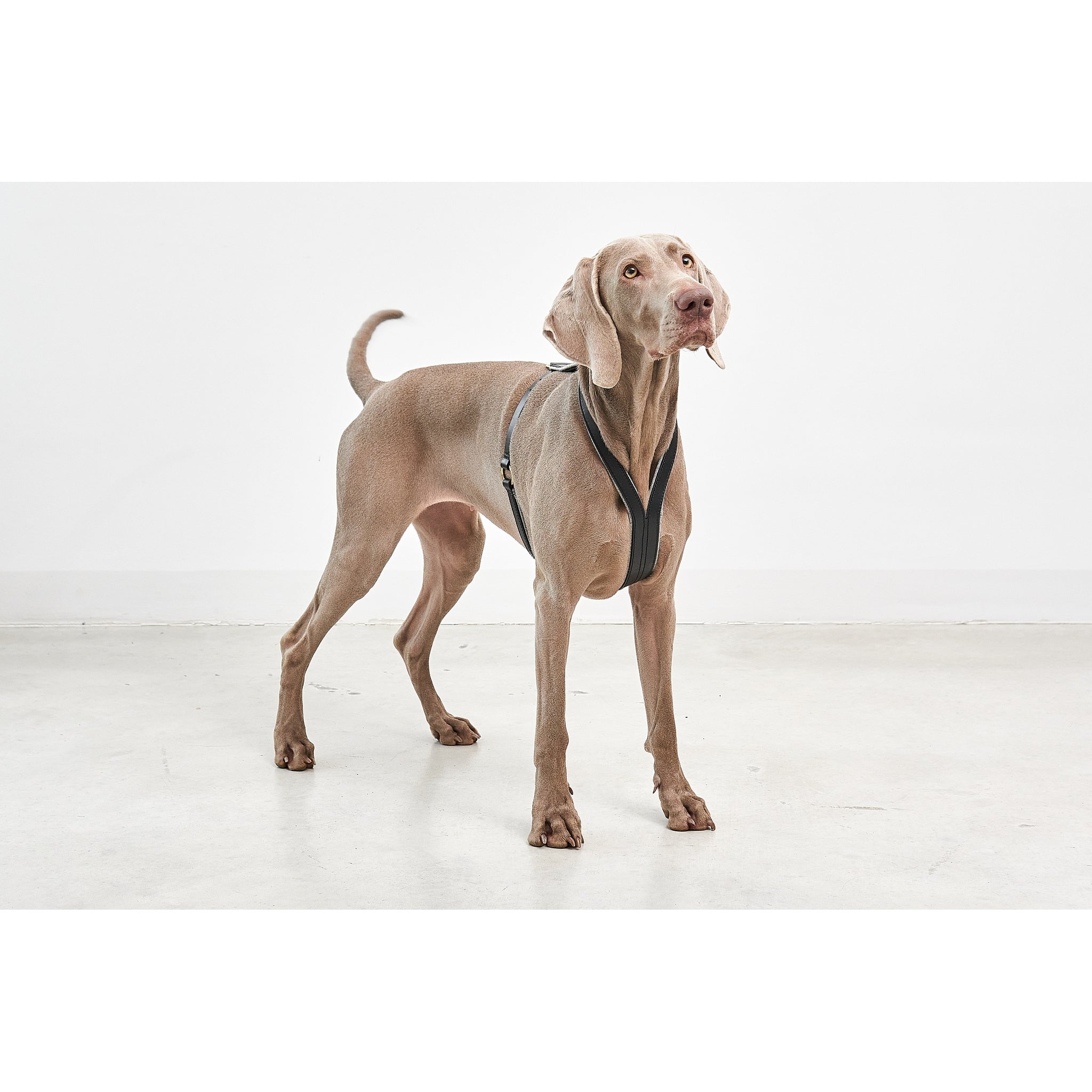 MiaCara Verona designer dog harness detail view - German sustainable design