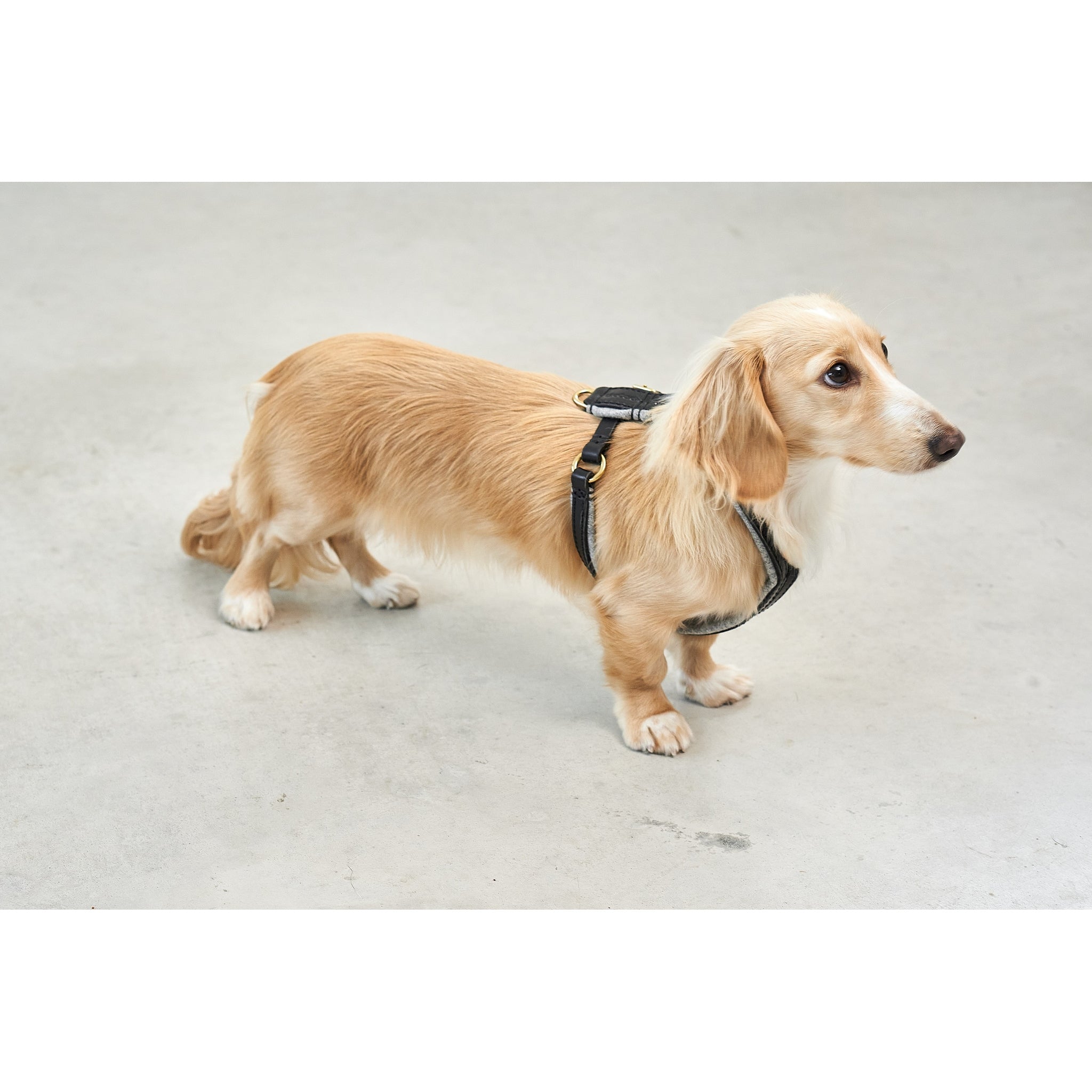 Detail view of MiaCara Verona harness showcasing German design precision and craftsmanship