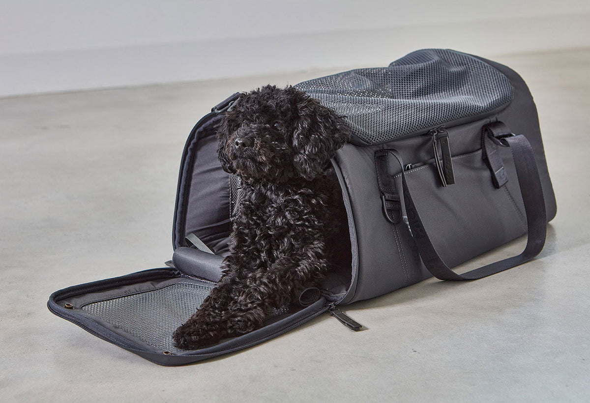 Black poodle resting in the open front of a grey MiaCara Volata dog travel carrier on a concrete floor