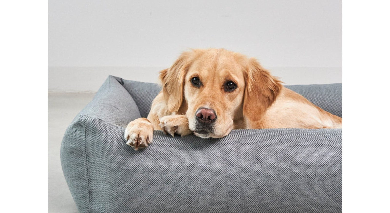 A golden retriever resting in a grey MiaCara Mare dog bed, its paws draped over the padded bolster.