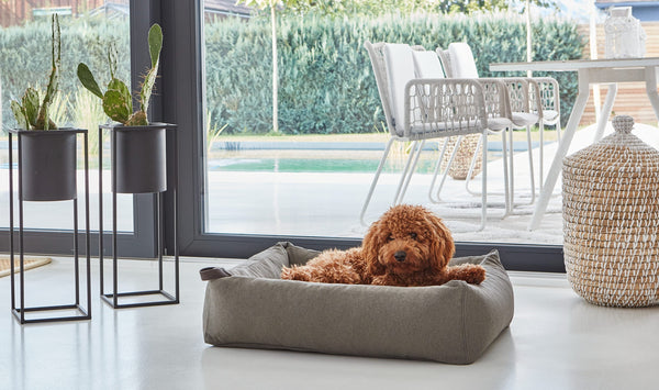 Designer Dog Furniture: How to Style Your Living Room Like a Design Professional