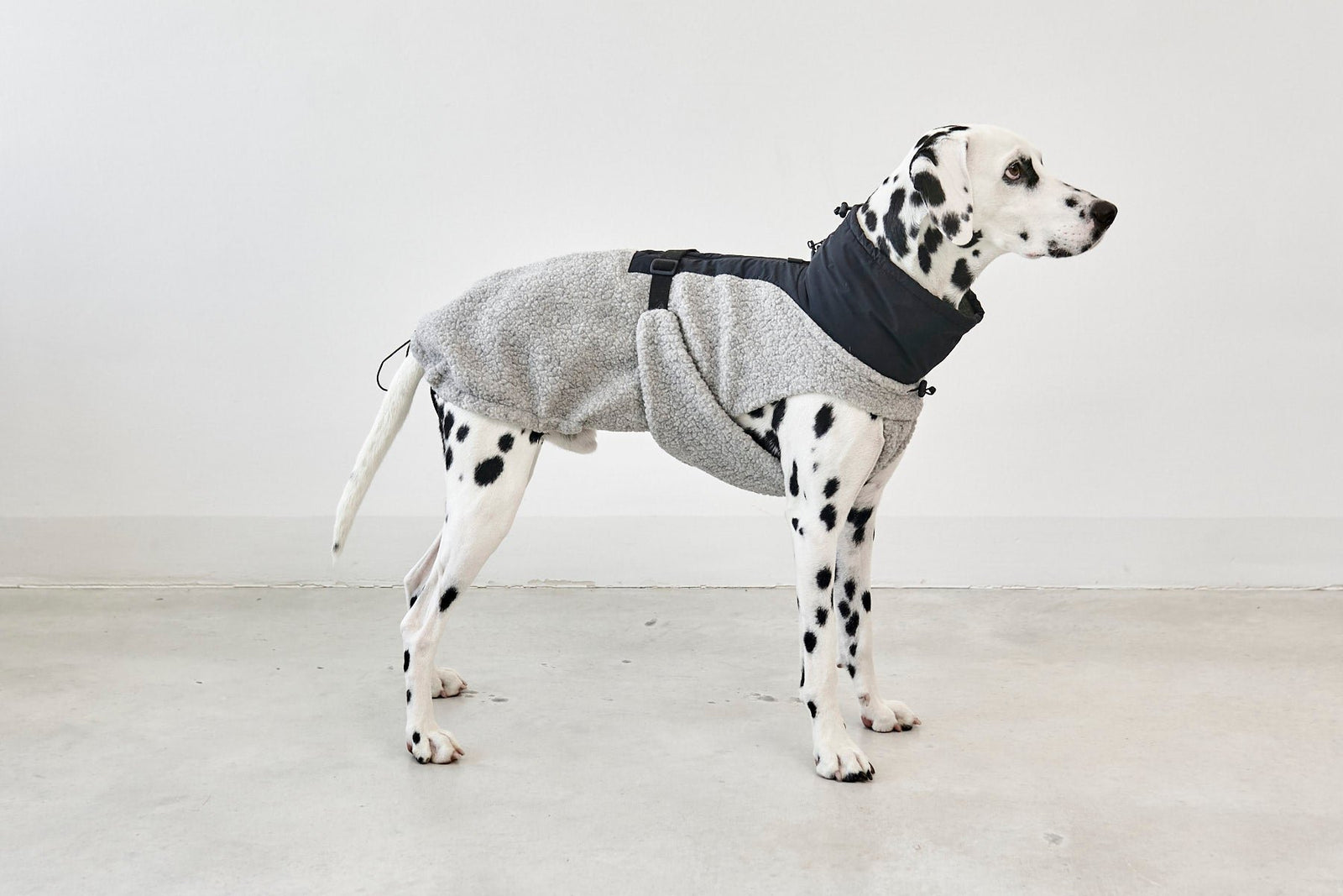 Dog Apparel