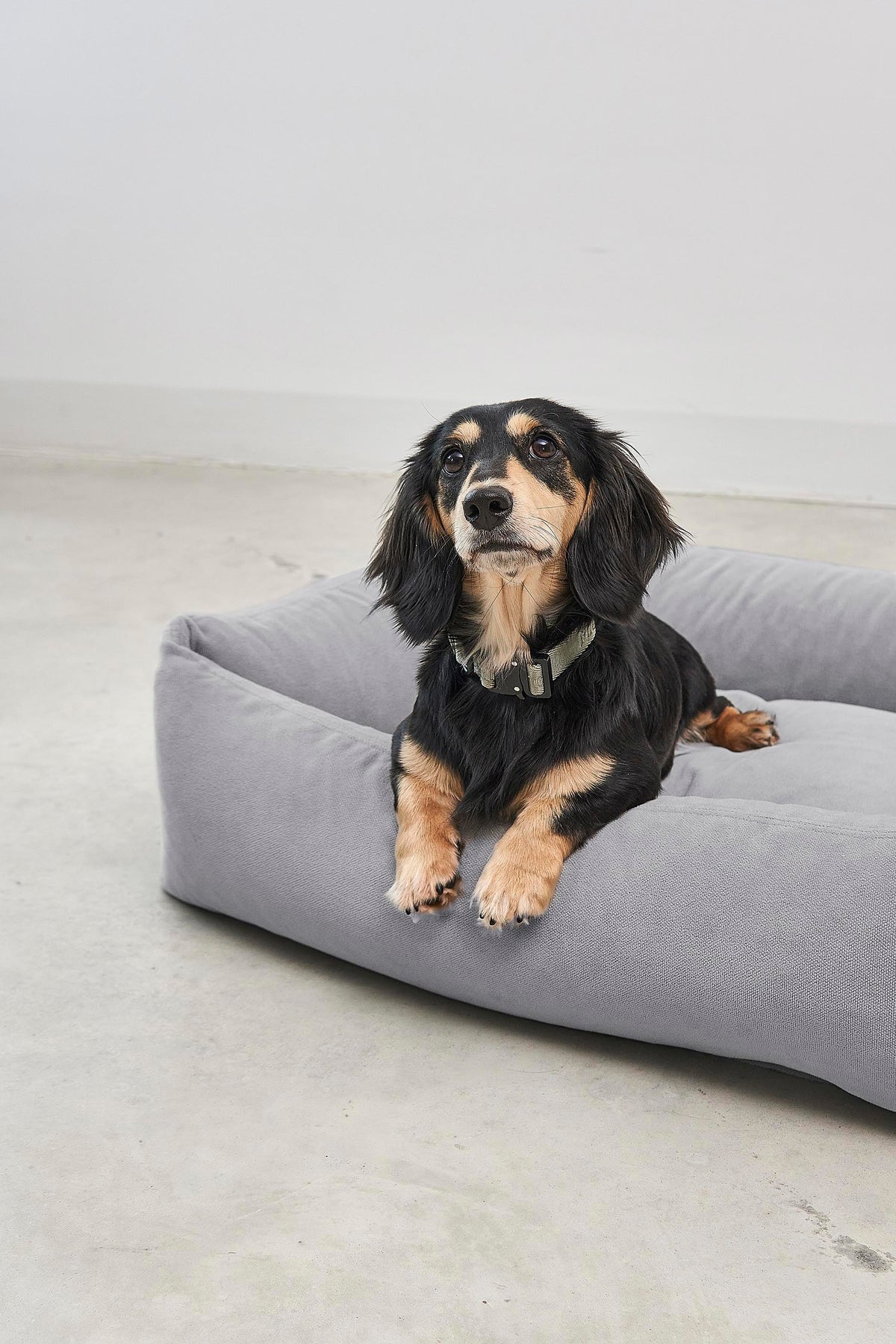 Dog lying beside a MiaCara Comodo dog bed with the cover fitted