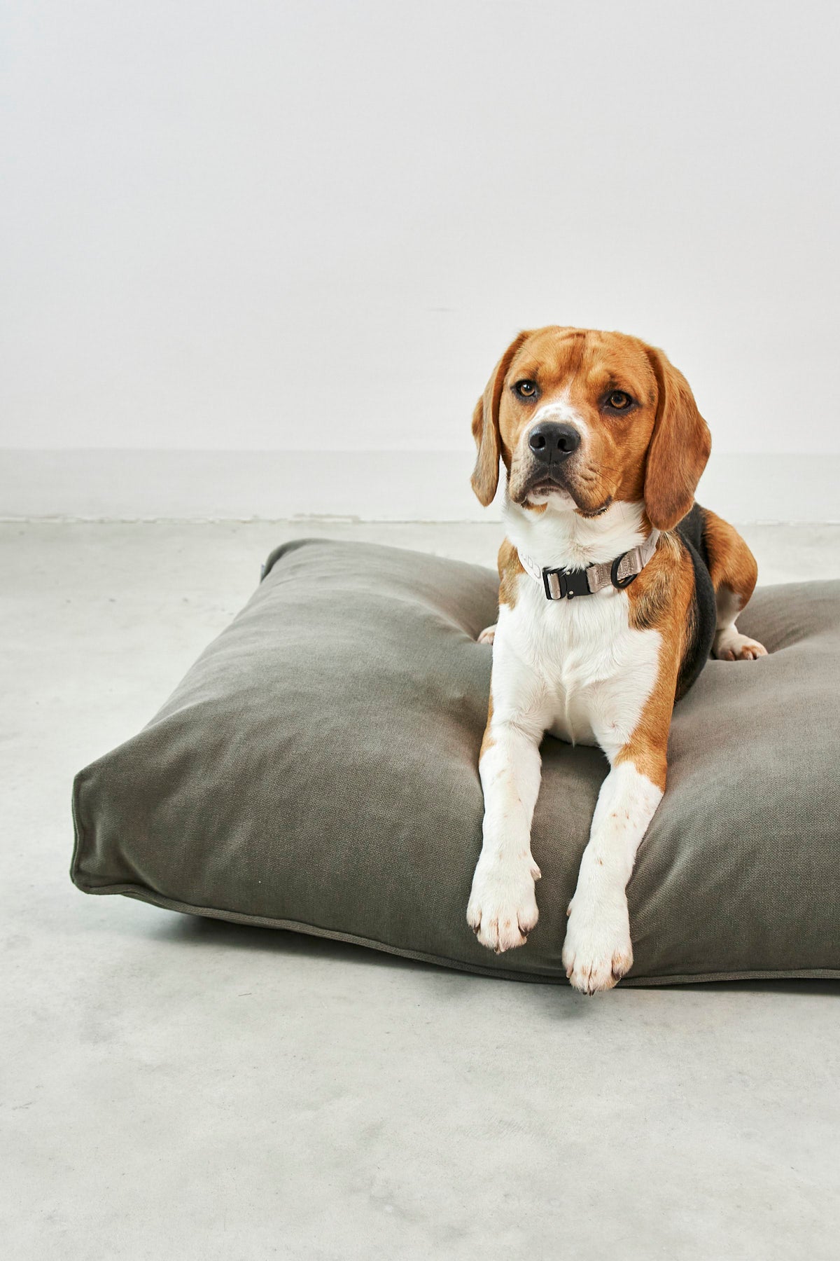 Dog lying on a MiaCara Comodo dog cushion