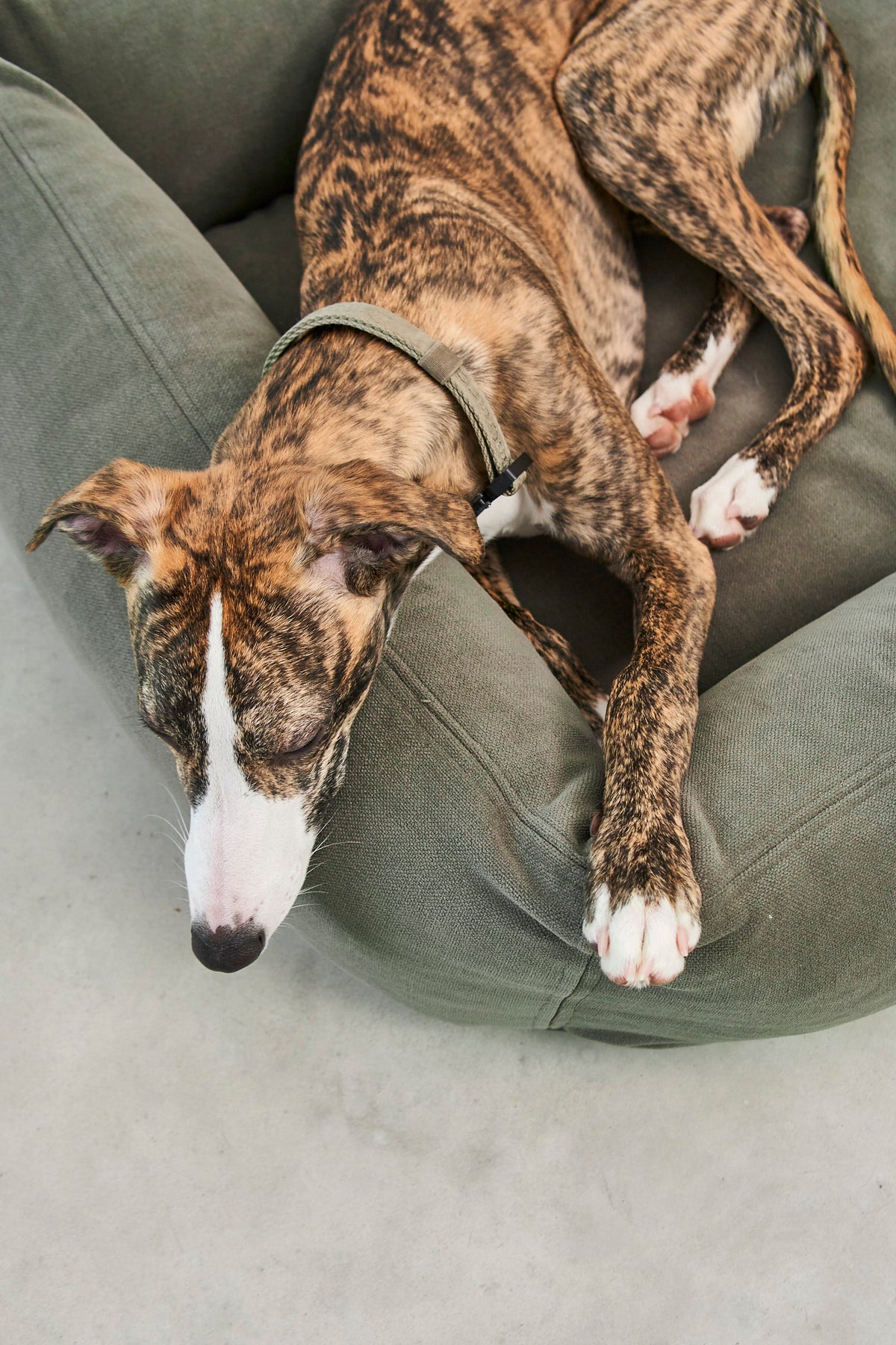 Dog resting beside a MiaCara Comodo dog bed