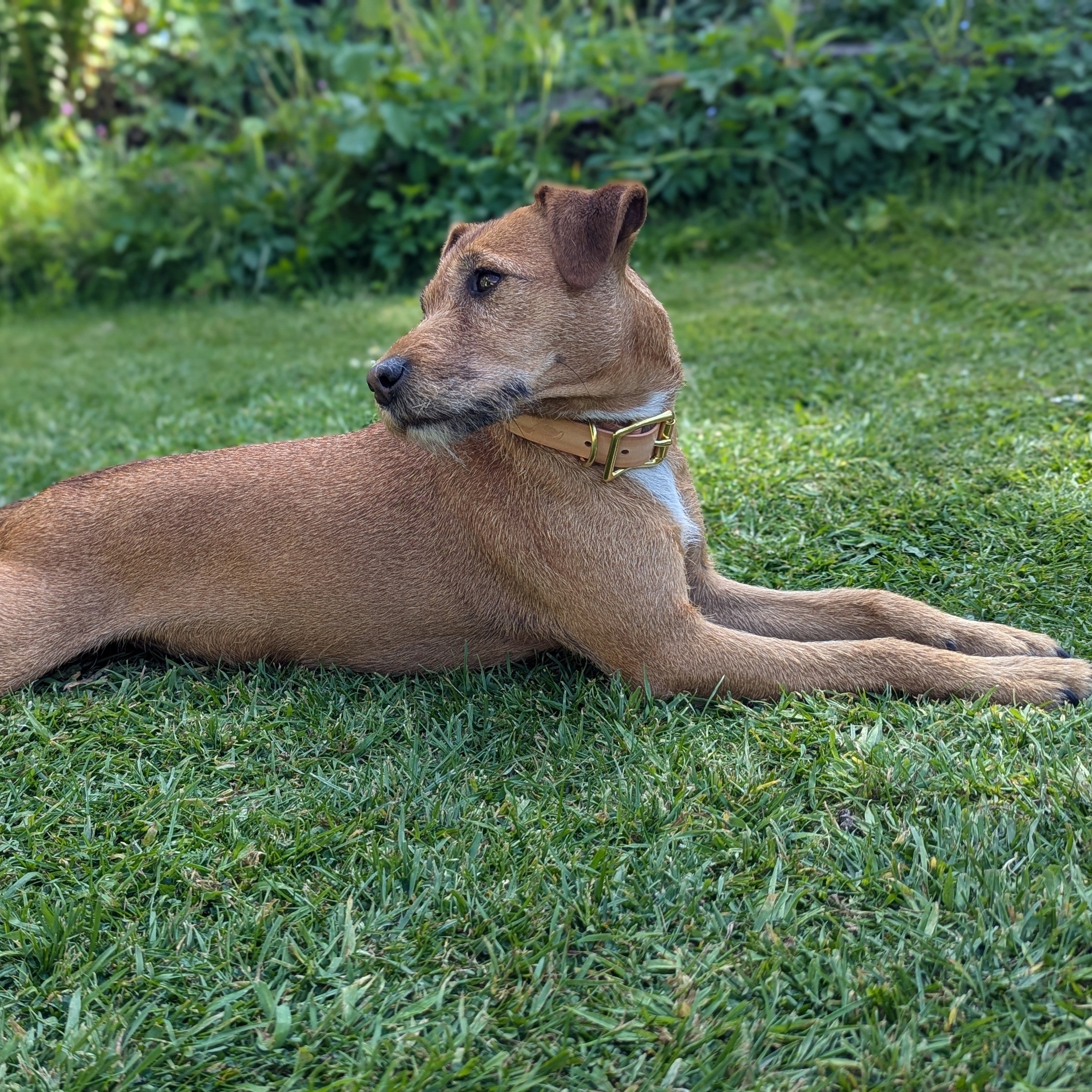 A brown dog wearing a tan Cub & Grey Leather Dog Collar, lying on grass
