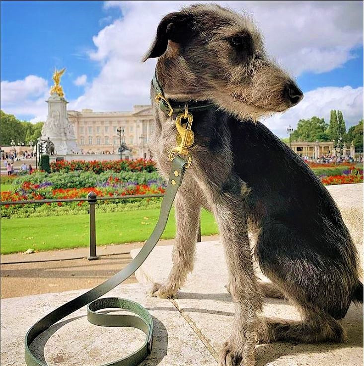 Cub & Grey Leather Dog Lead in Sacramento Green on a dog outside Buckingham Palace